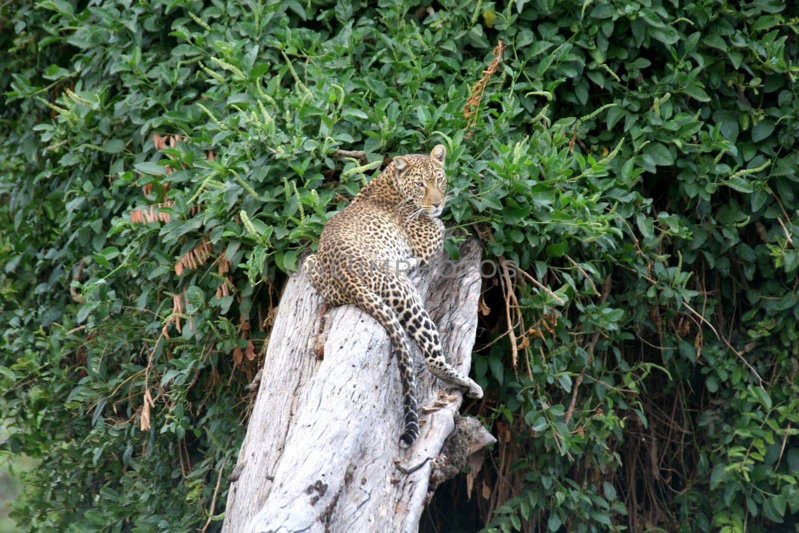 Leopard Kenya Africa savannah wild animal cat mammal