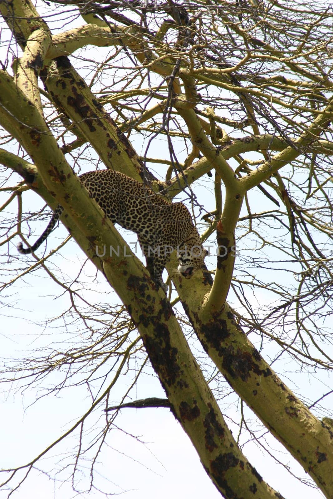 Leopard Kenya Africa savannah wild animal cat mammal