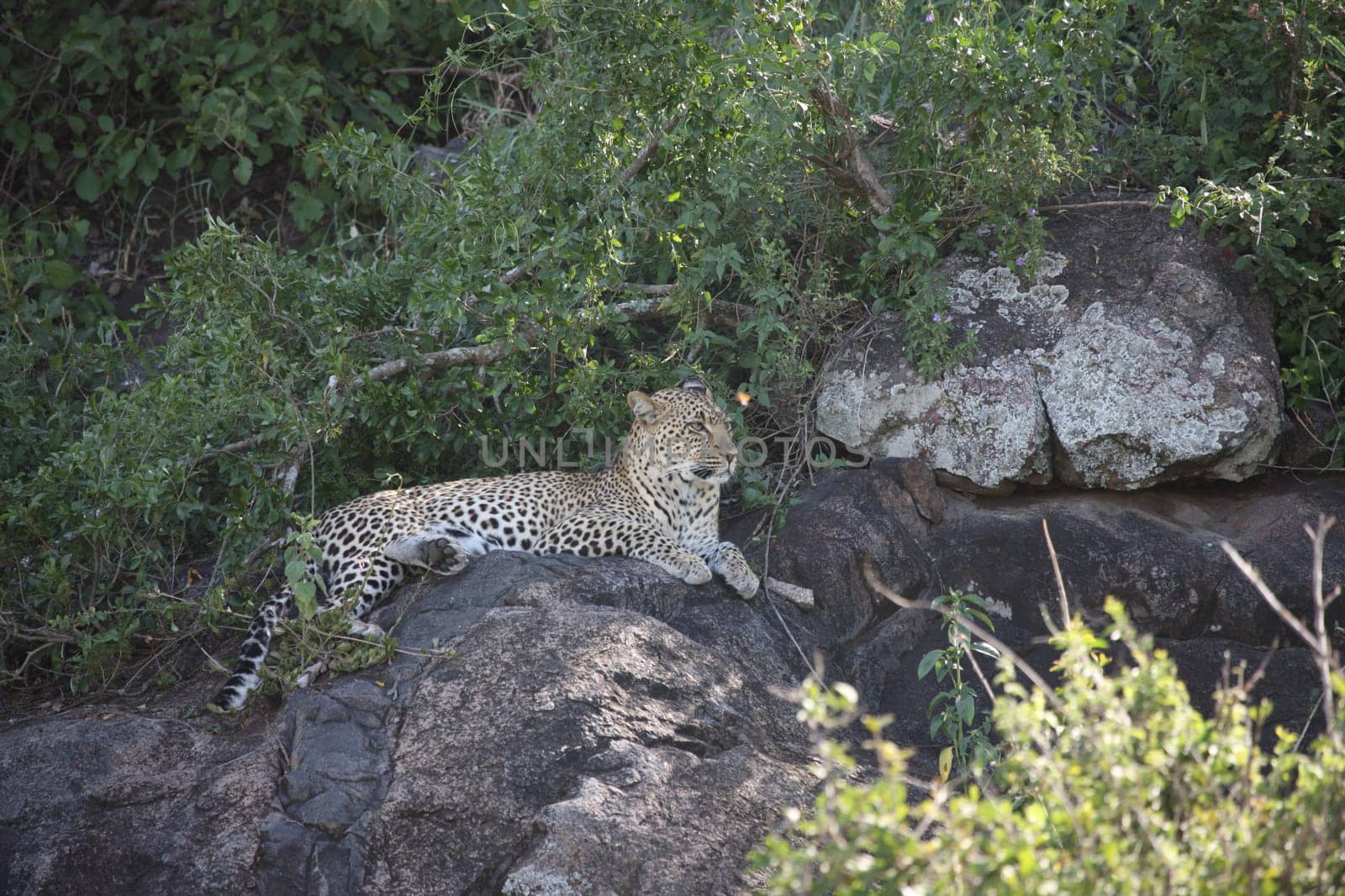 Leopard Kenya Africa savannah wild animal cat mammal