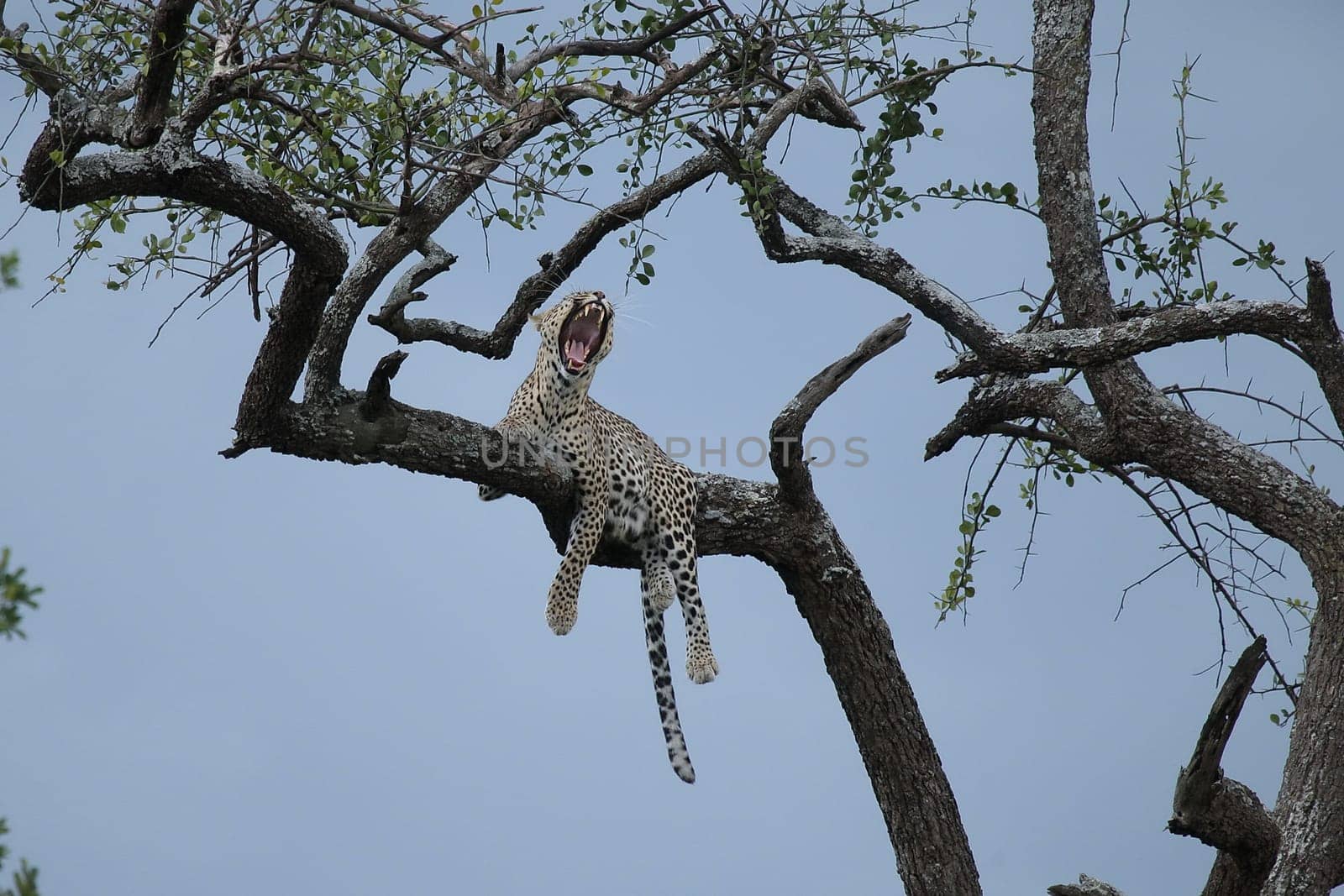 Leopard Kenya Africa savannah wild animal cat mammal