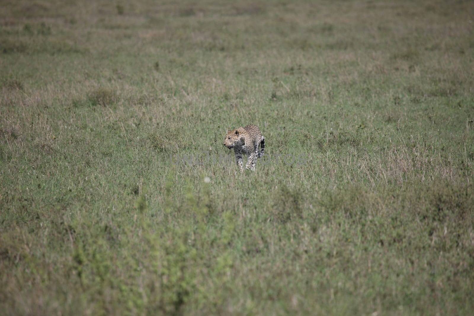 Leopard Kenya Africa savannah wild animal cat mammal