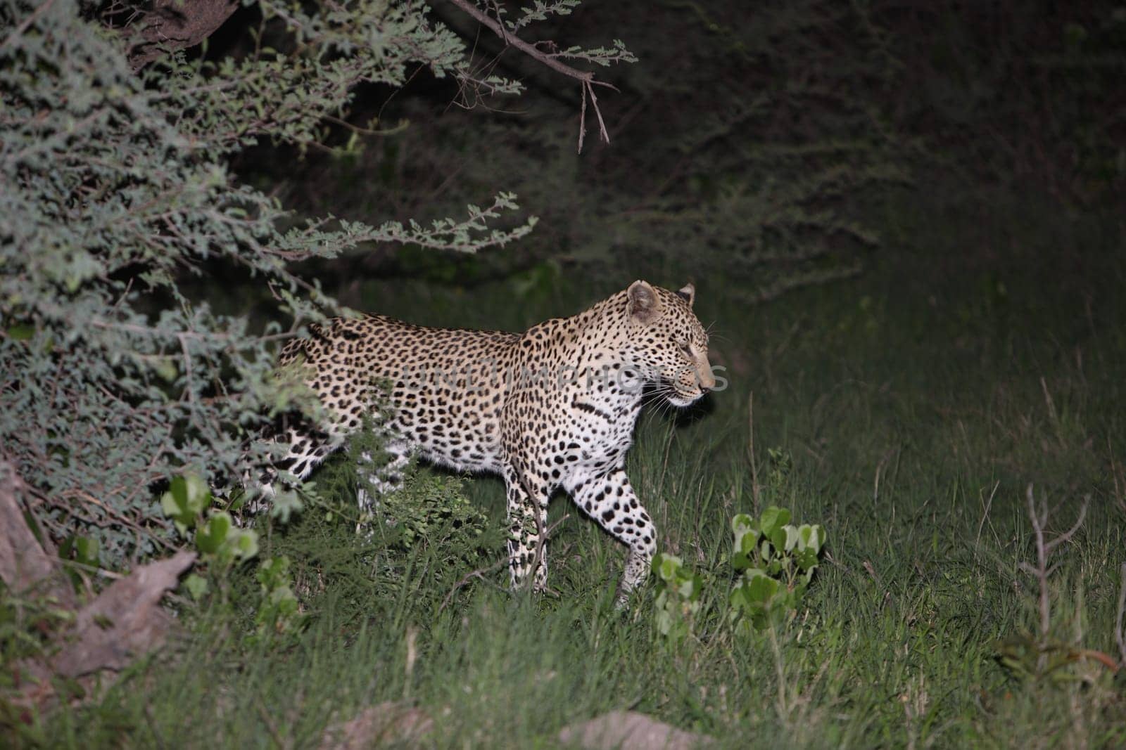 Leopard Kenya Africa savannah wild animal cat mammal