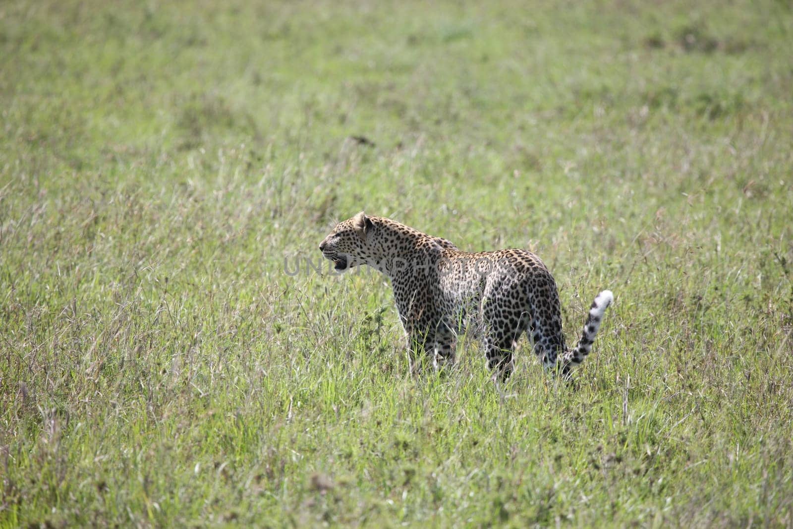 Leopard Kenya Africa savannah wild animal cat mammal