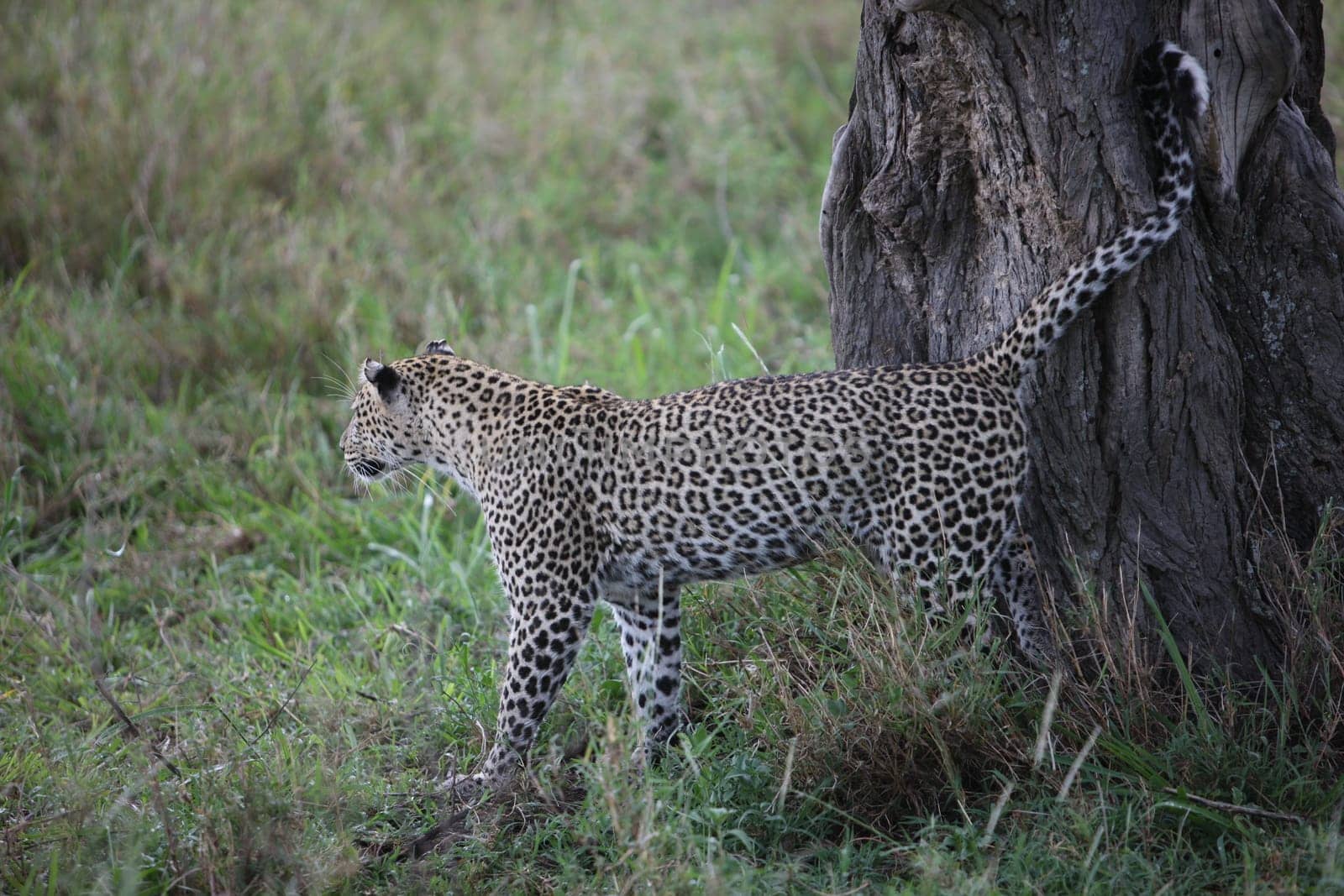 Leopard Kenya Africa savannah wild animal cat mammal