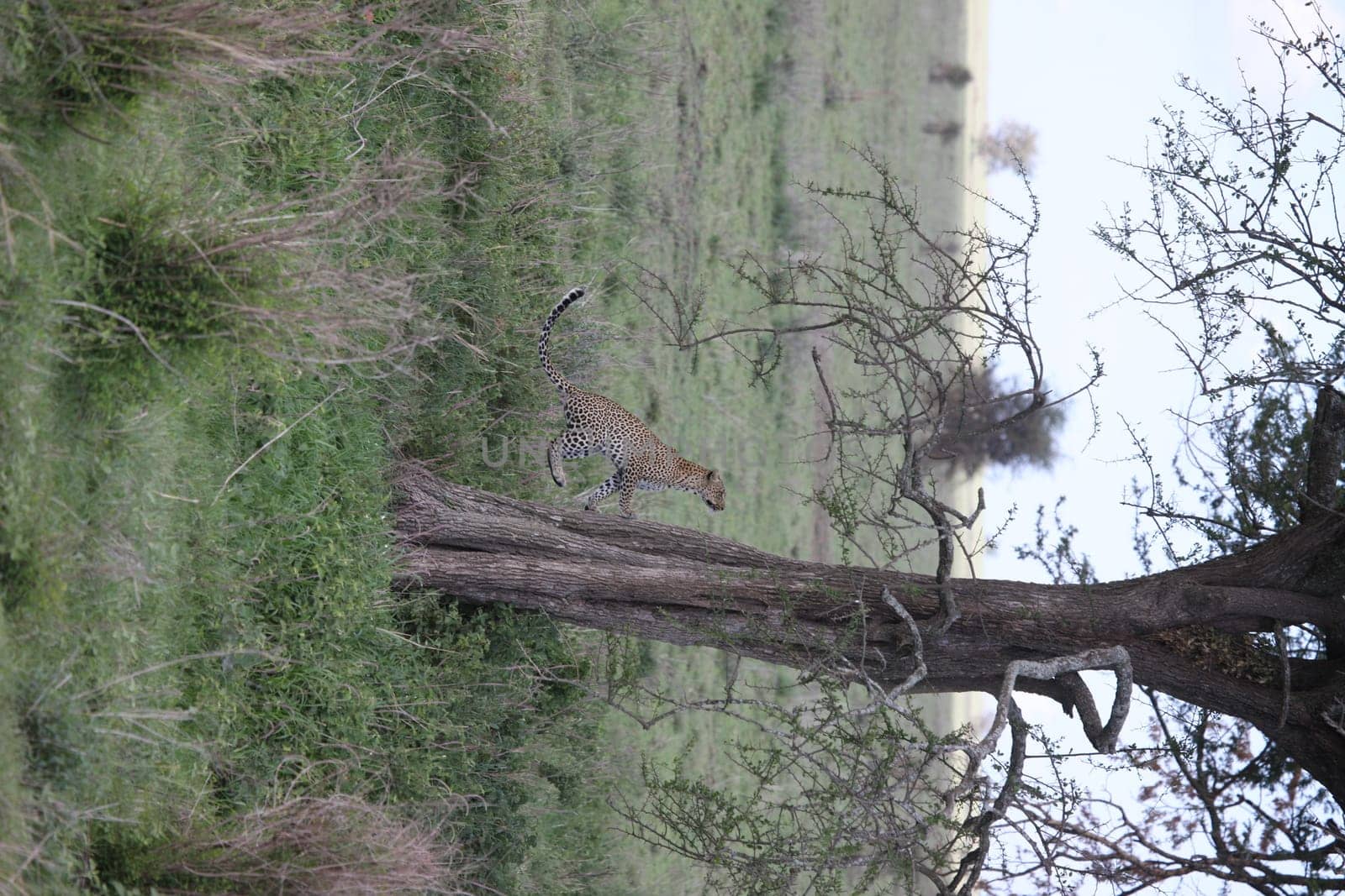 Leopard Kenya Africa savannah wild animal cat mammal