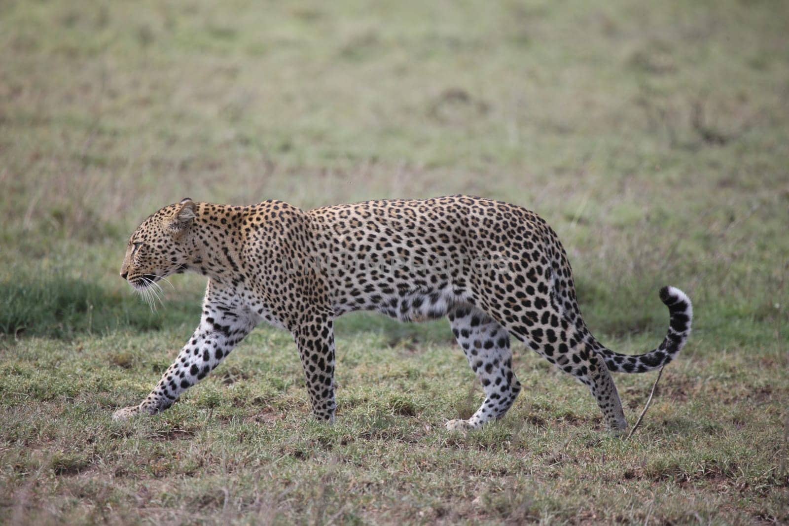 Leopard Kenya Africa savannah wild animal cat mammal