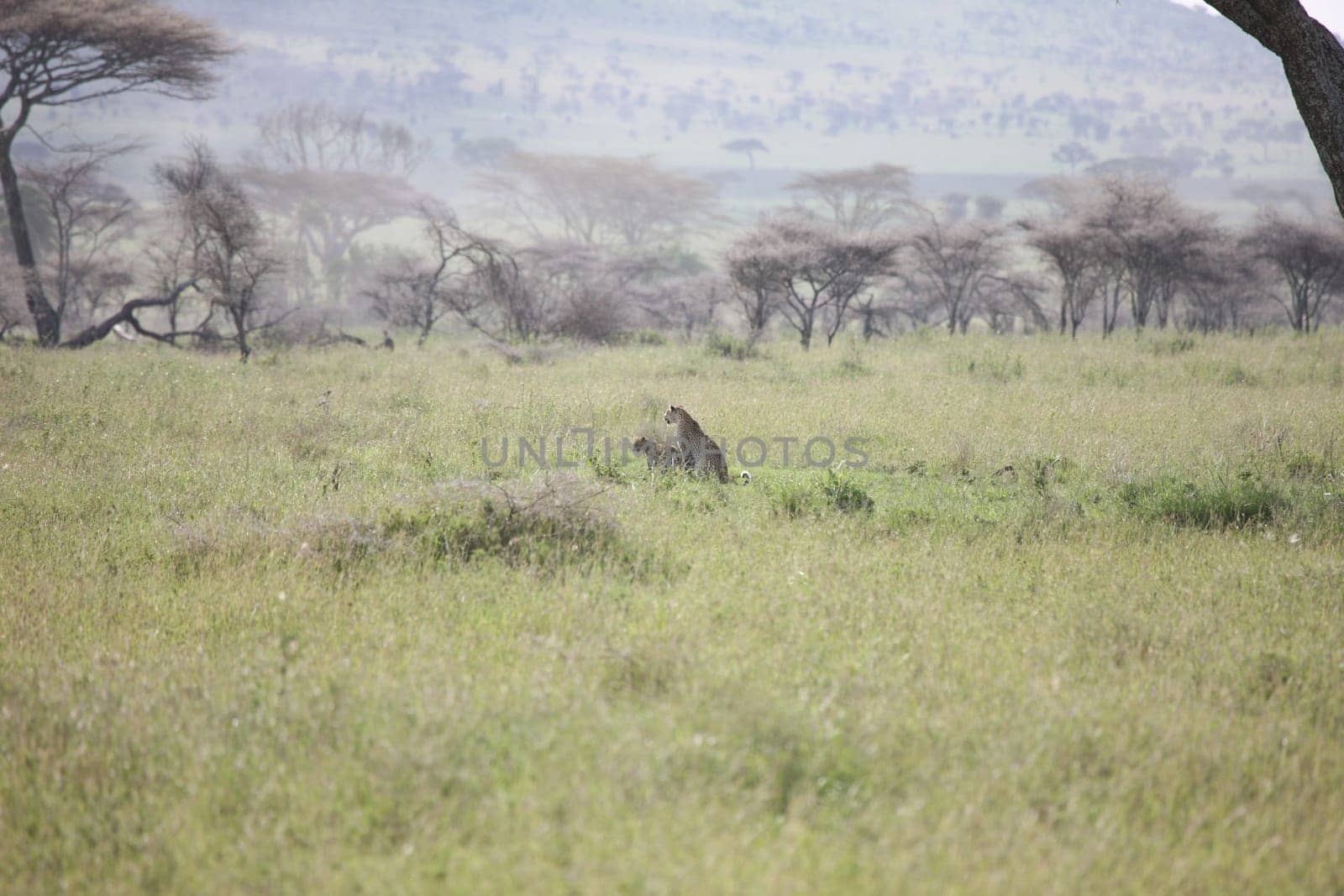 Leopard Kenya Africa savannah wild animal cat mammal
