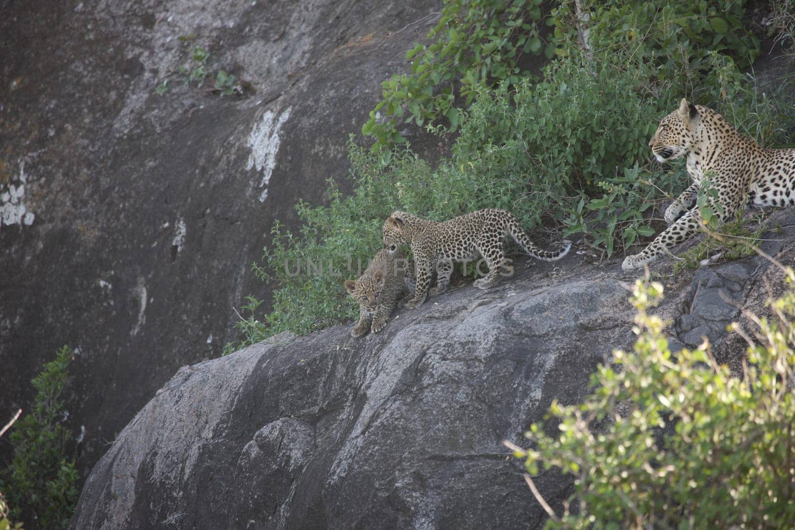 Leopard Kenya Africa savannah wild animal cat mammal