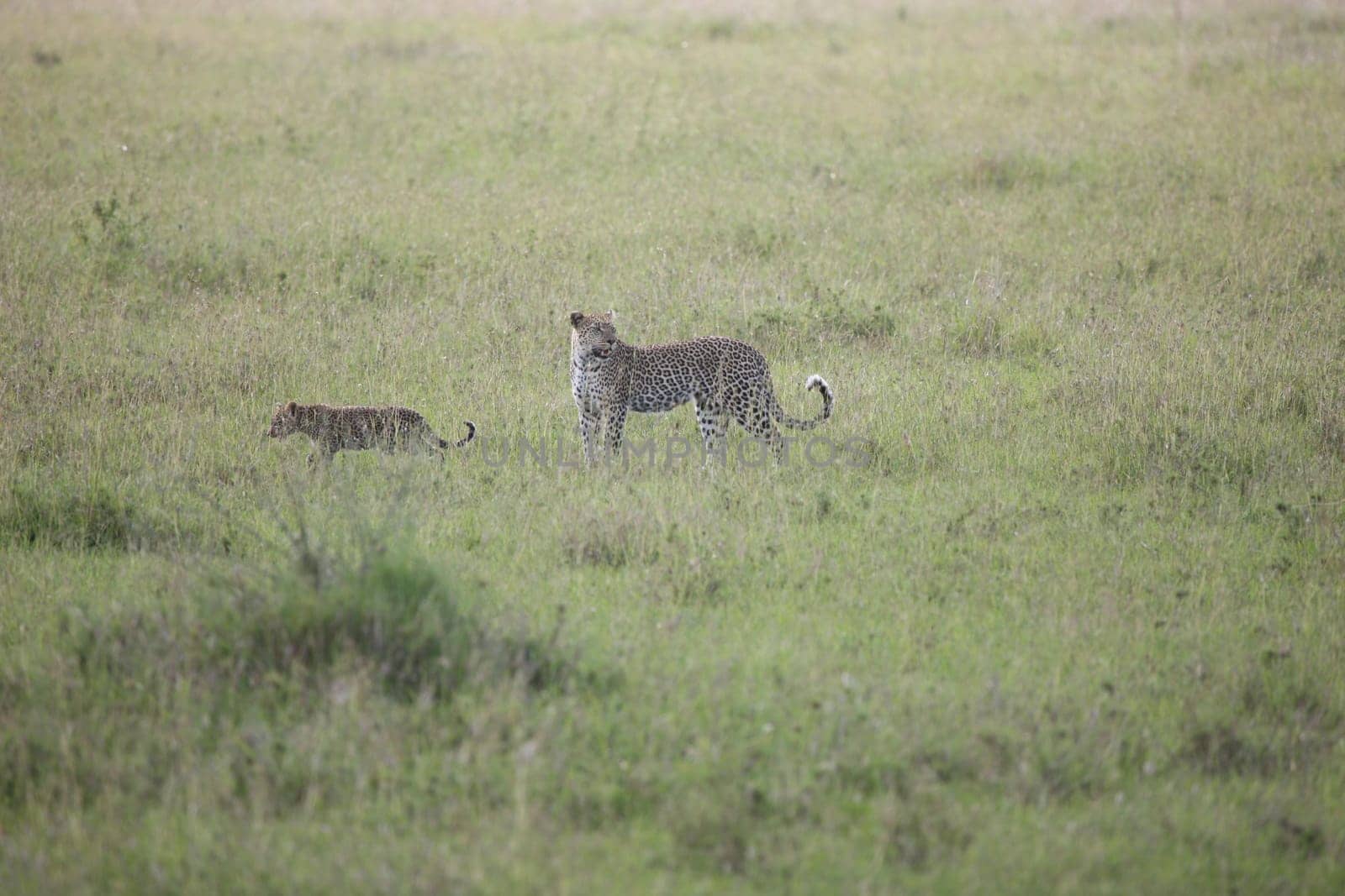 Leopard Kenya Africa savannah wild animal cat mammal