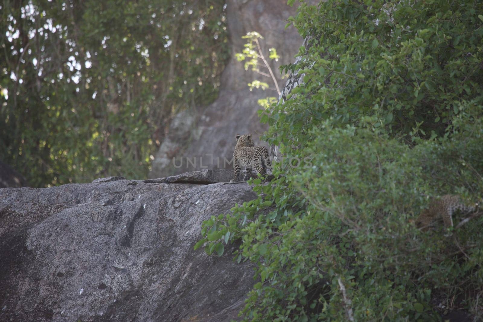 Leopard Kenya Africa savannah wild animal cat mammal