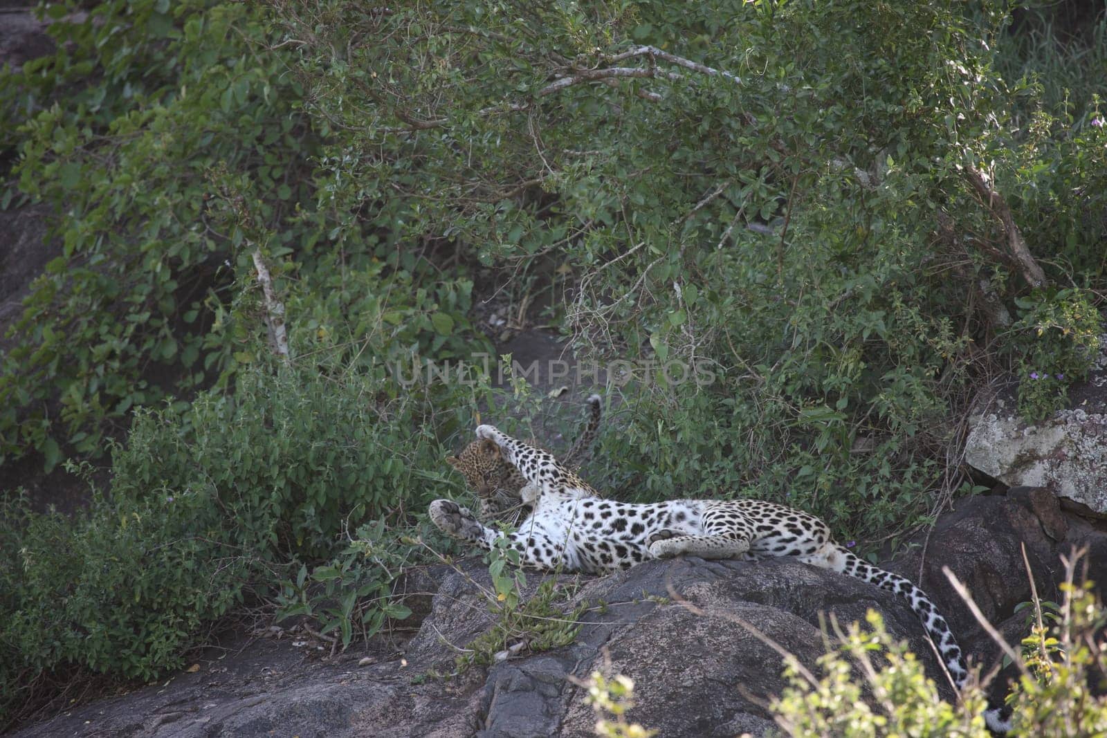 Leopard Kenya Africa savannah wild animal cat mammal