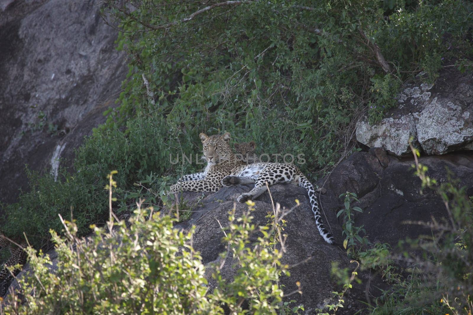 Leopard Kenya Africa savannah wild animal cat mammal