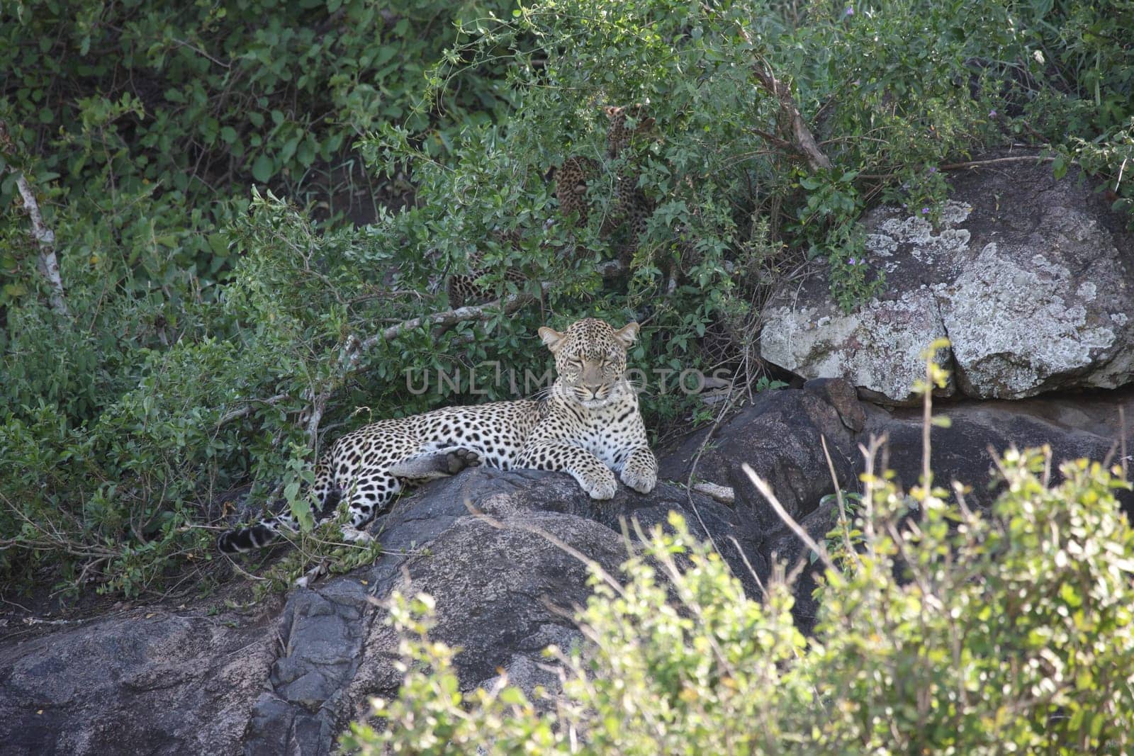 Leopard Kenya Africa savannah wild animal cat mammal