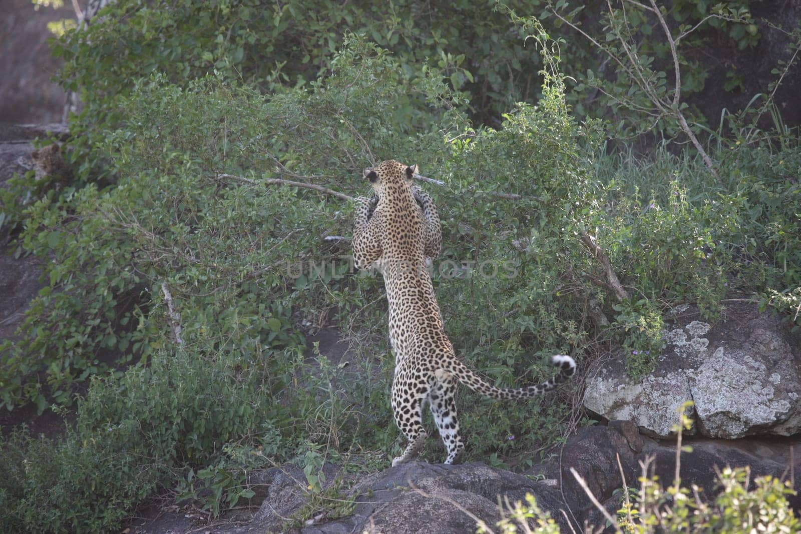 Leopard Kenya Africa savannah wild animal cat mammal