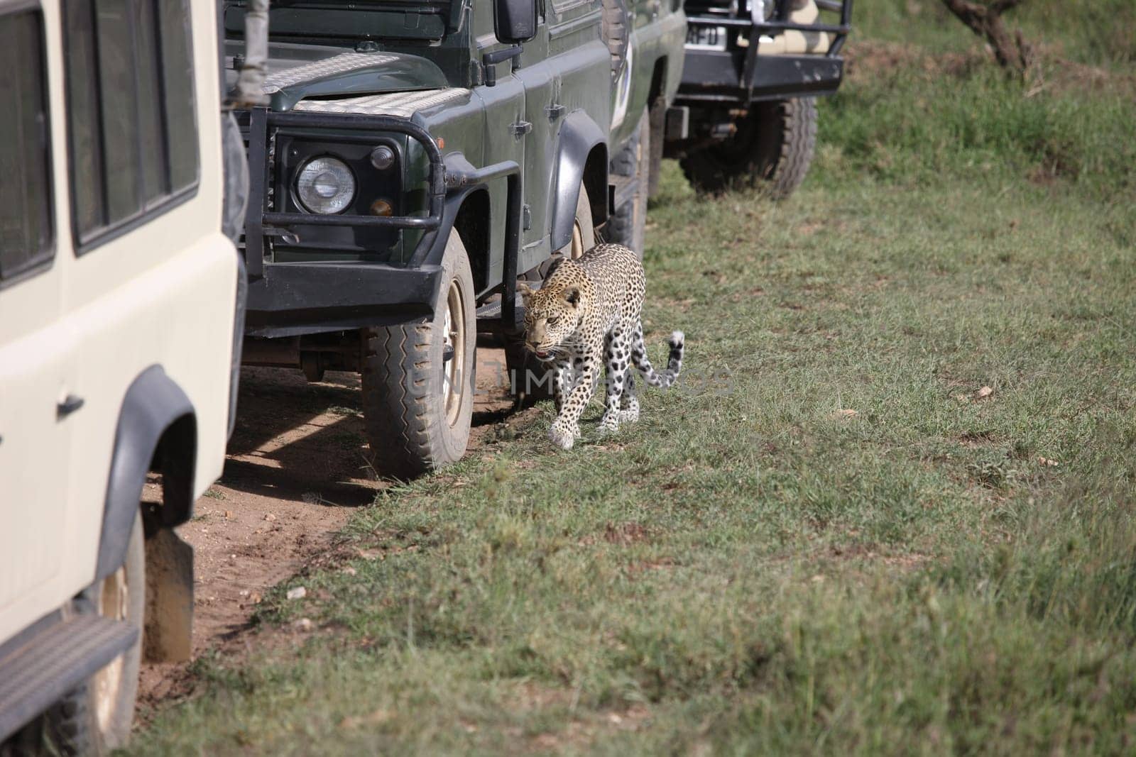 Leopard Kenya Africa savannah wild animal cat mammal