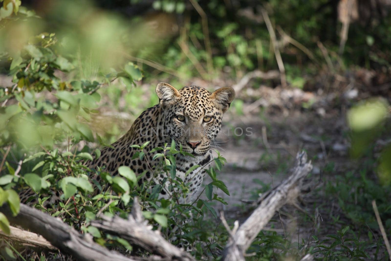 Leopard Kenya Africa savannah wild animal cat mammal