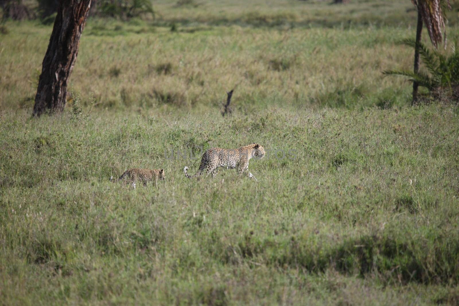 Leopard Kenya Africa savannah wild animal cat mammal