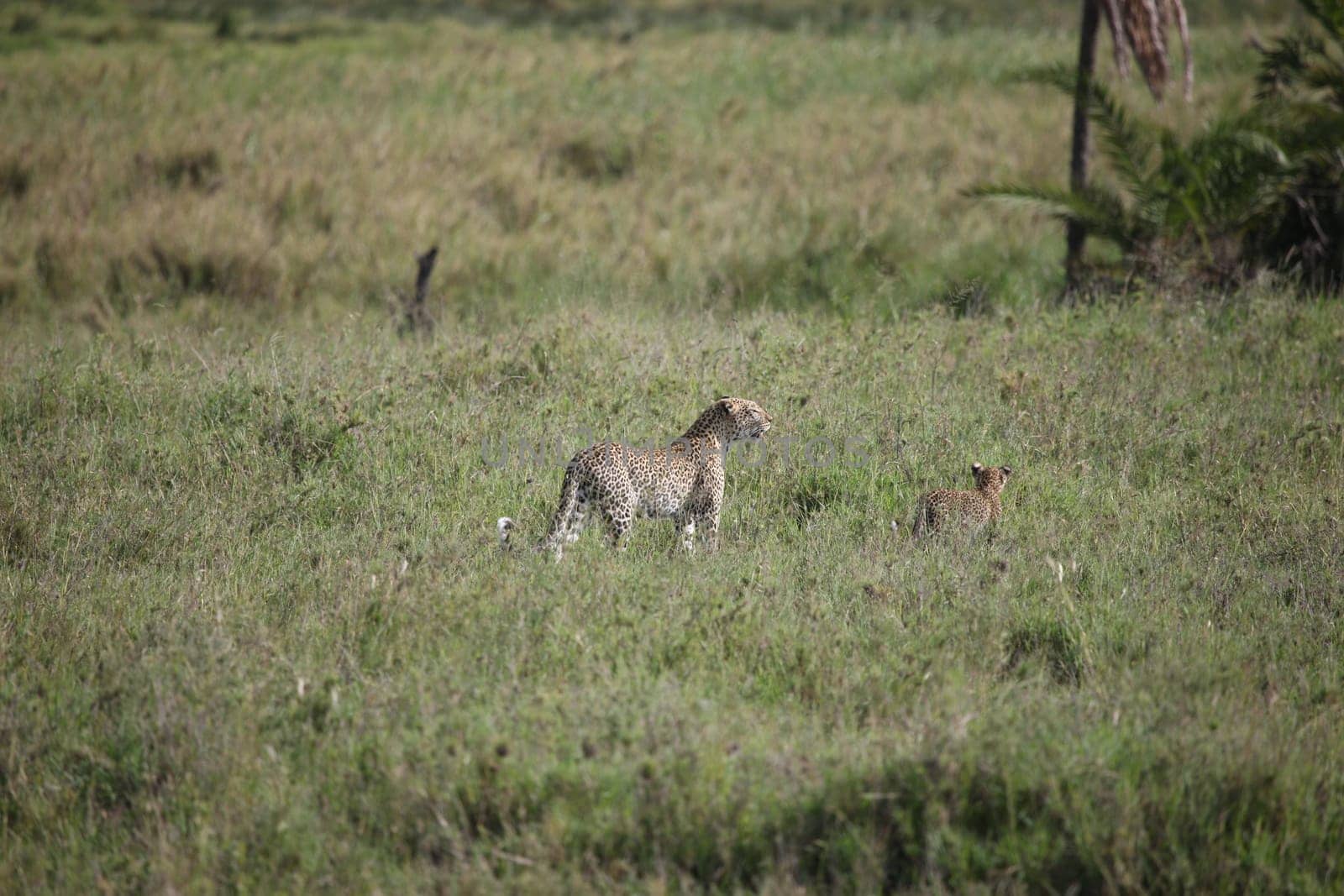 Leopard Kenya Africa savannah wild animal cat mammal