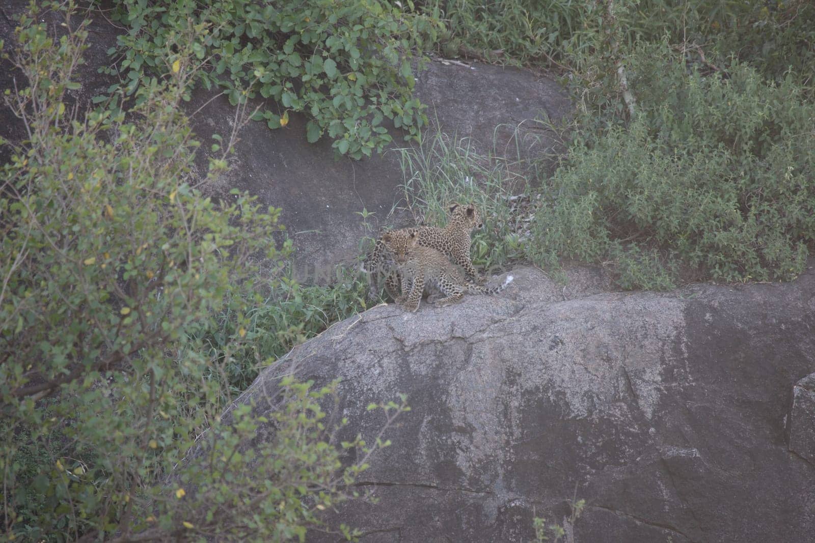 Leopard Kenya Africa savannah wild animal cat mammal