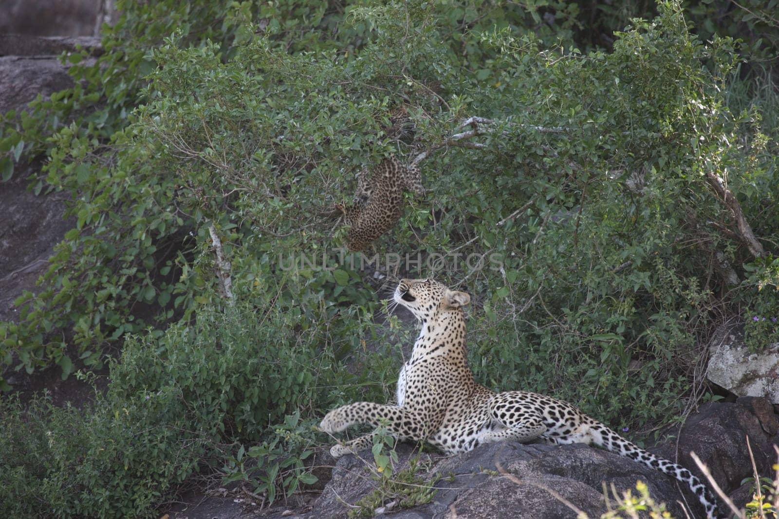 Leopard Kenya Africa savannah wild animal cat mammal