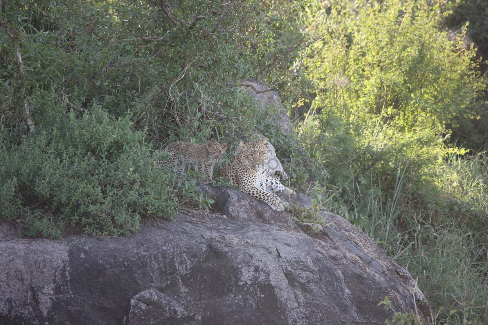 Leopard Kenya Africa savannah wild animal cat mammal