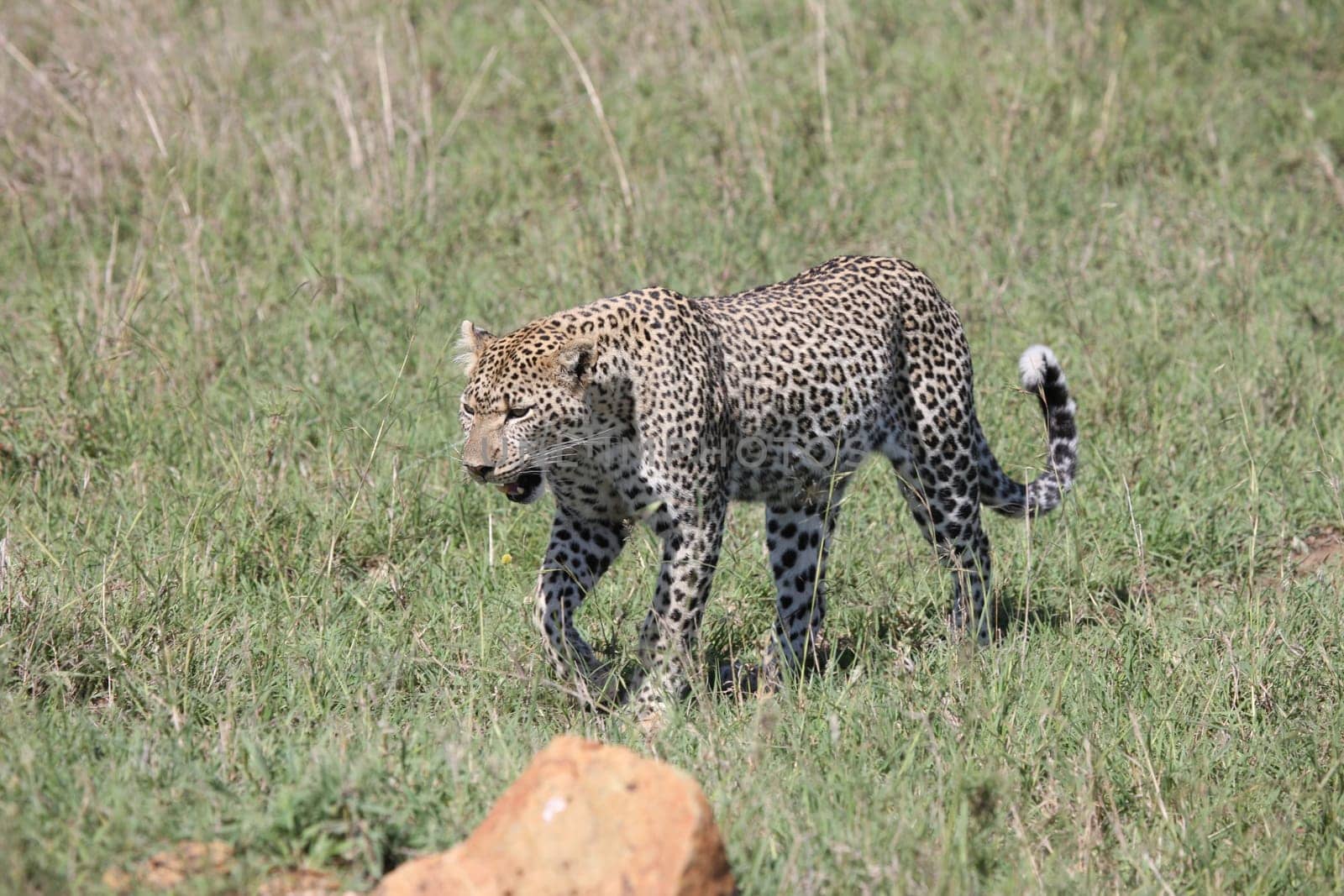 Leopard Kenya Africa savannah wild animal cat mammal
