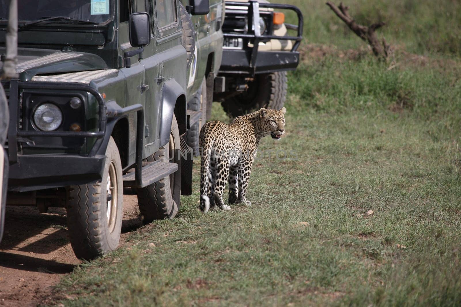Leopard Kenya Africa savannah wild animal cat mammal
