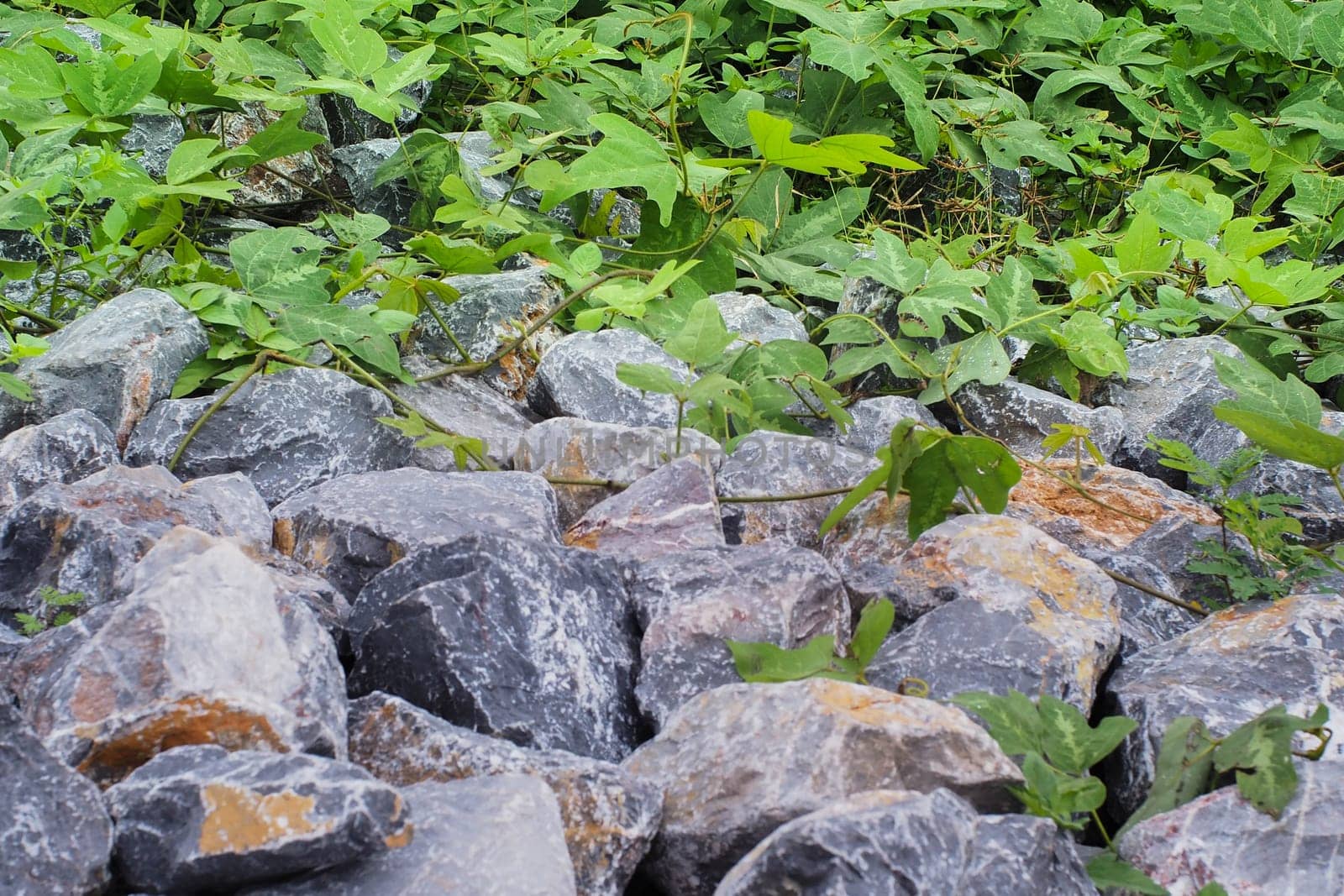 Leaf and rock in garden near my home.