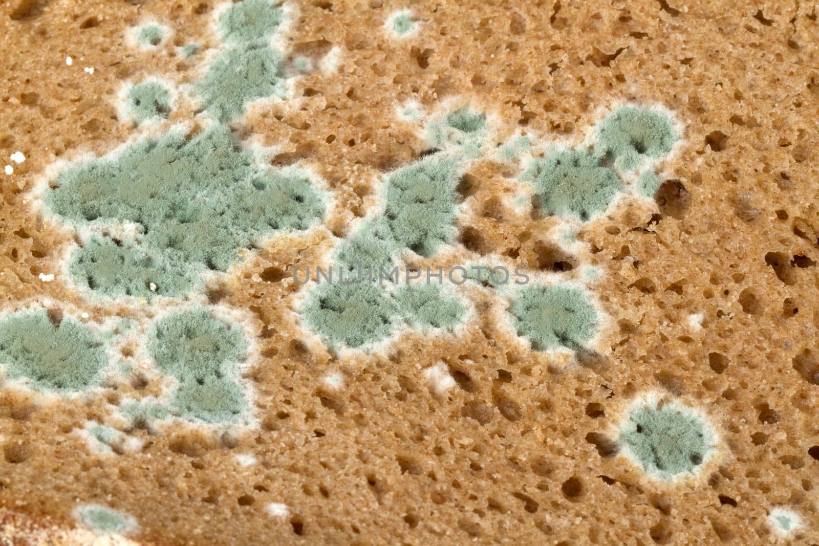 Mouldy bread in detail