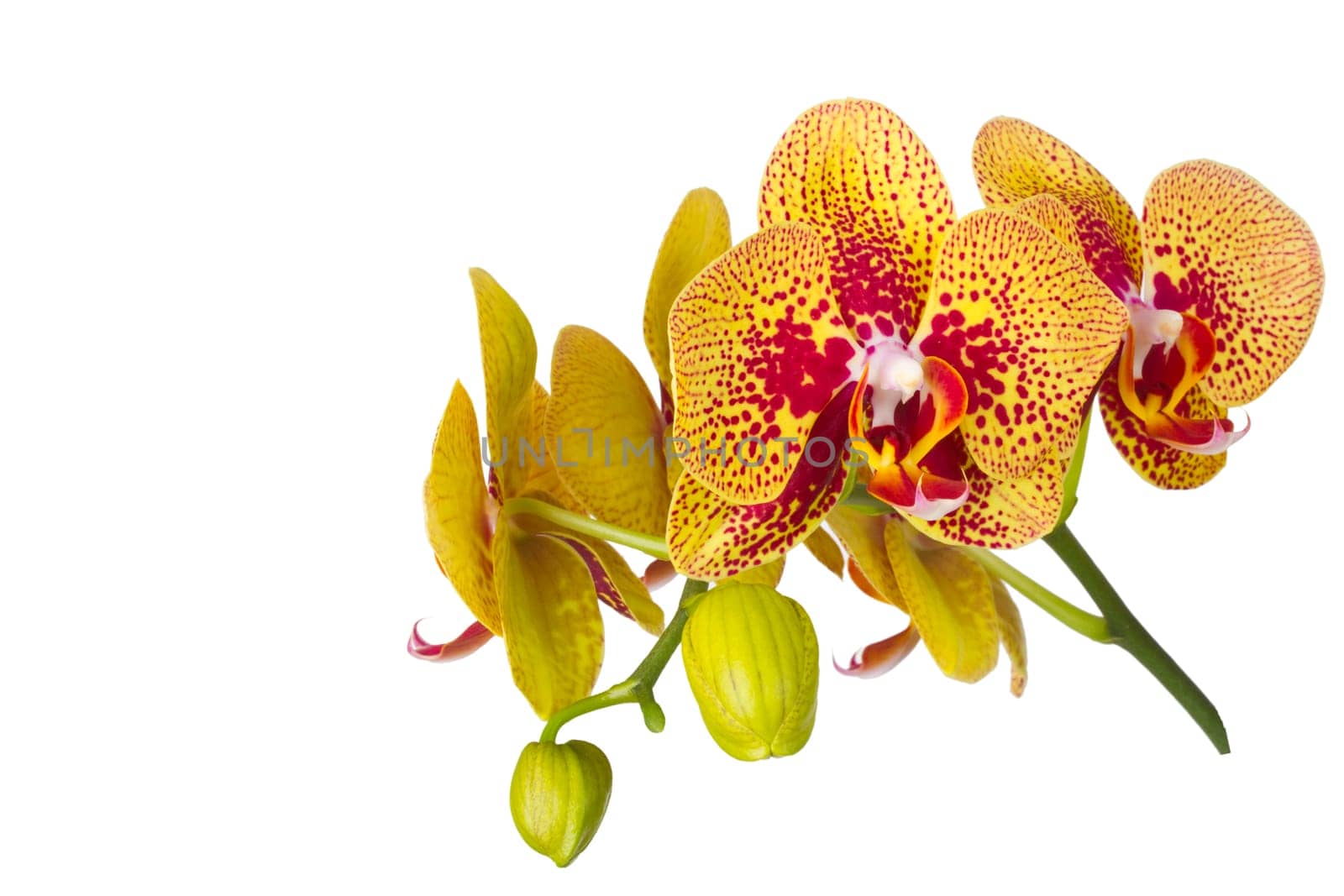 Beautiful flower of an orchid on a white background