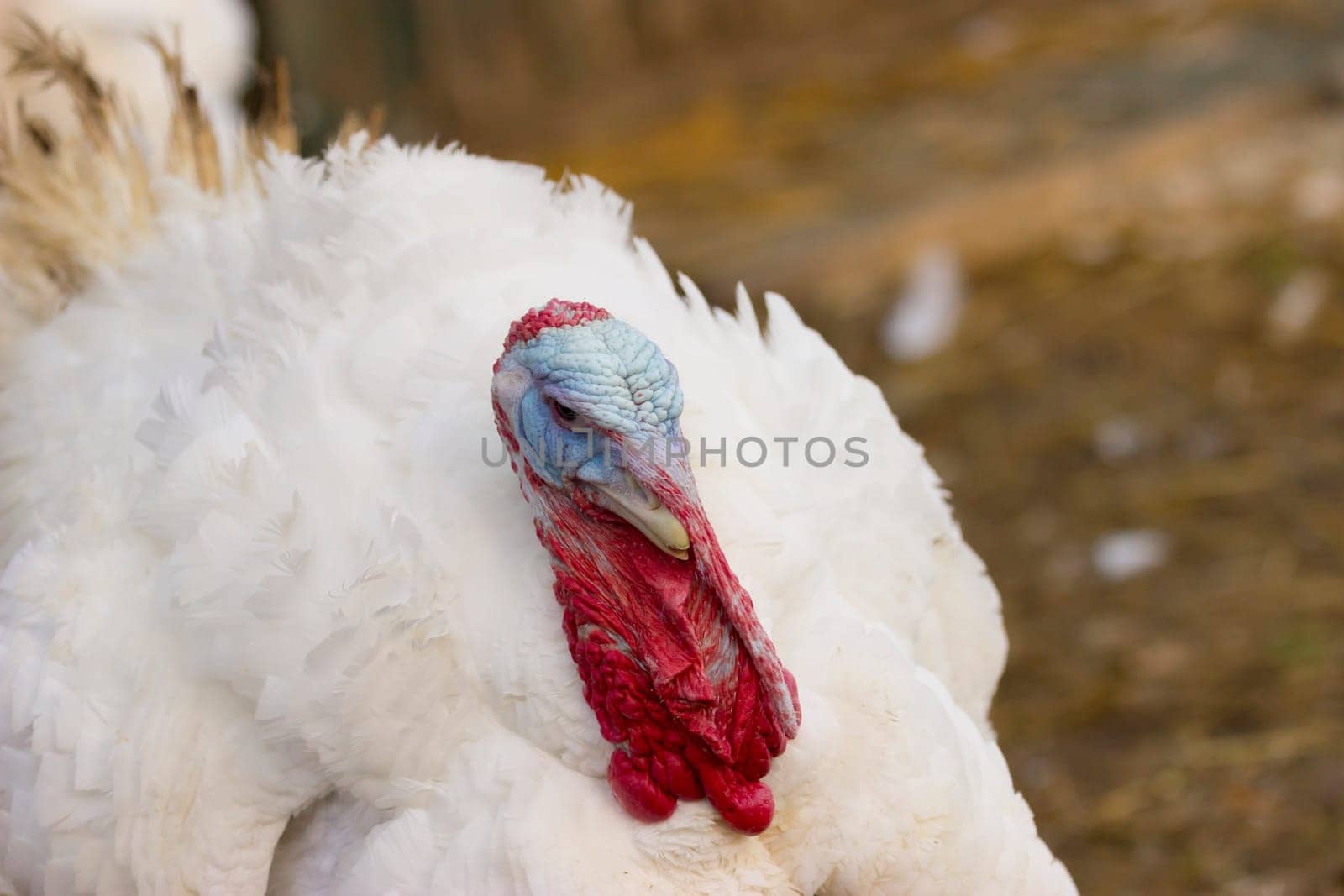 Turkeys from a Hessian free-range farm