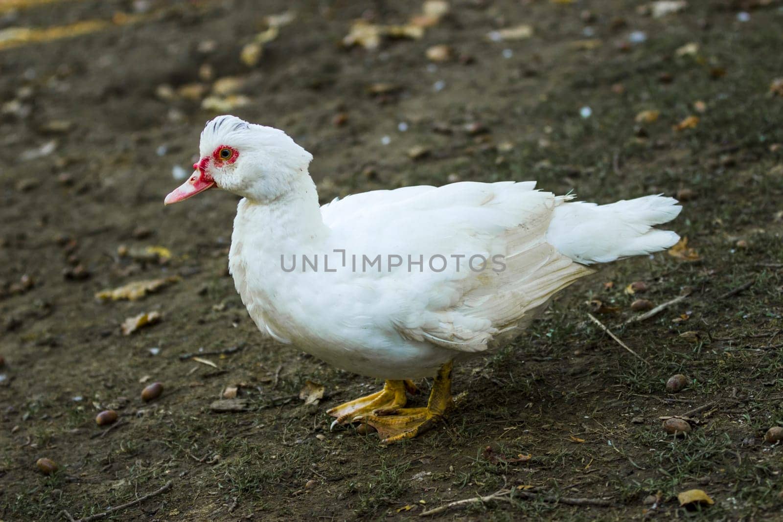 Breeding of ducks in the outdoor enclosure