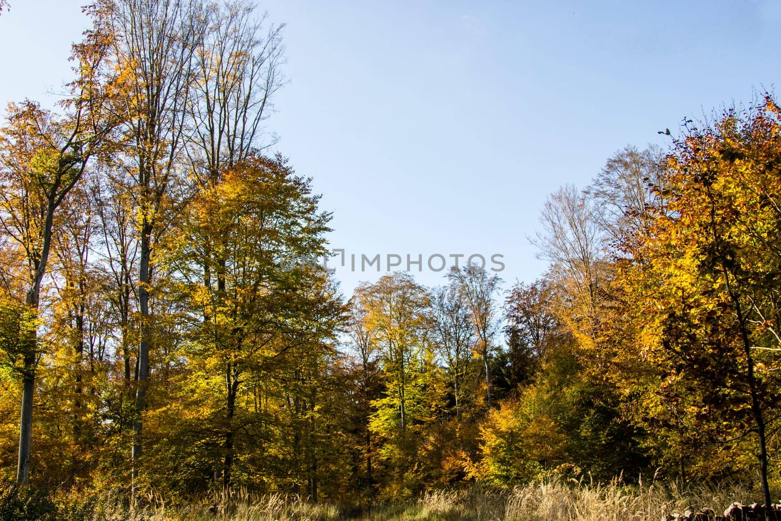 Autumn forest impressions in the afternoon light