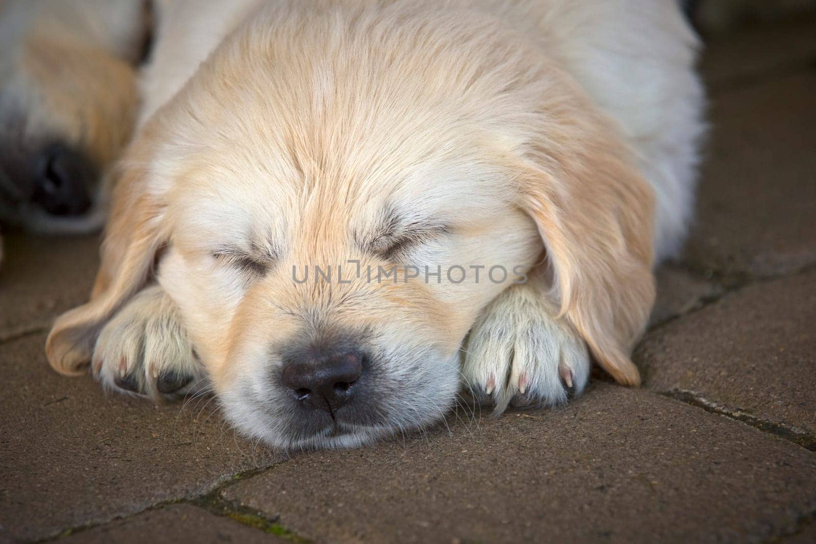 Golden Retriever puppies 6 weeks old