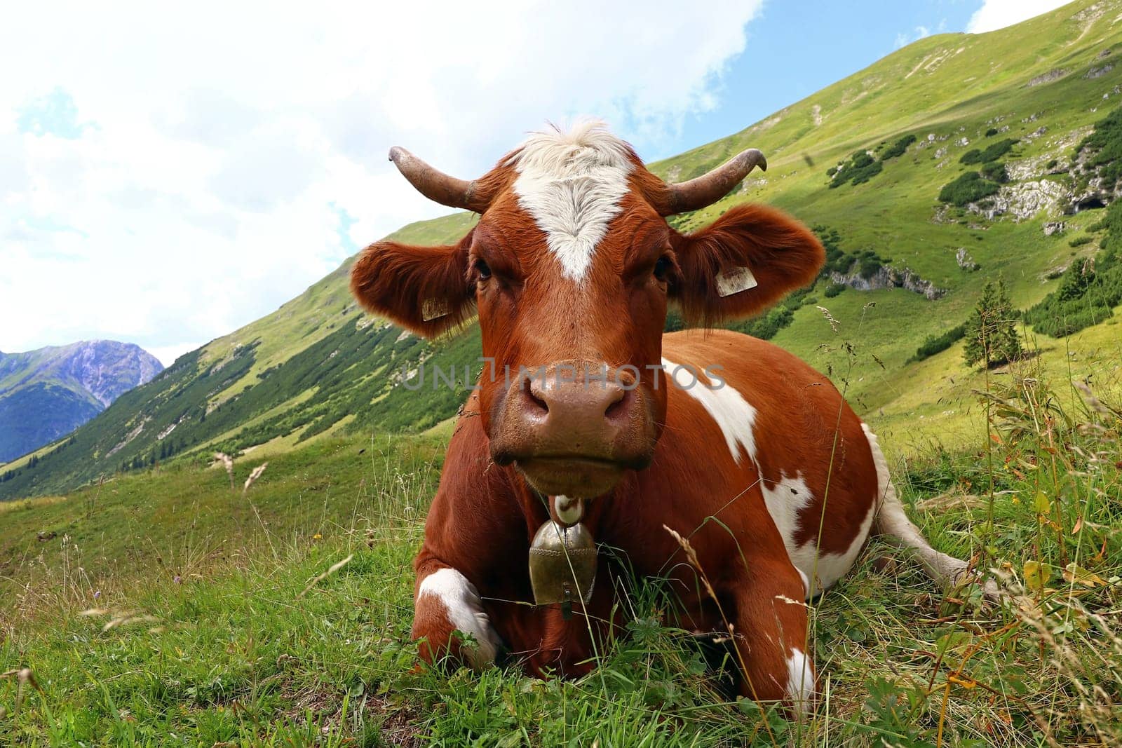 Pretty red and white Fleckvieh in the mountains. Simmental cattle with horns and bell in the mountains