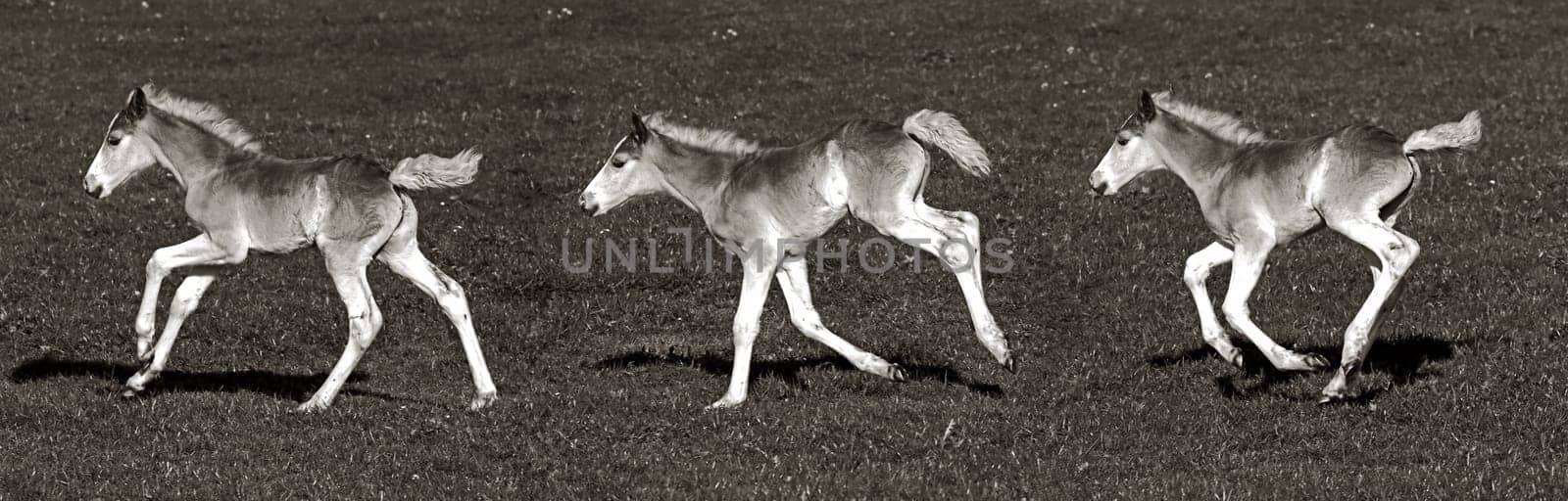 Galloping Haflinger foal in black and white. Panorama of three Haflinger foals