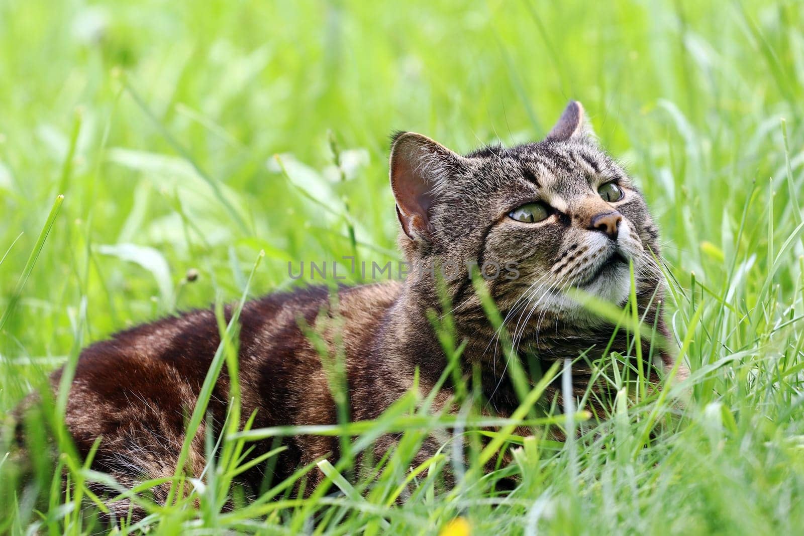 A curious brown-black cat lies relaxed in the grass