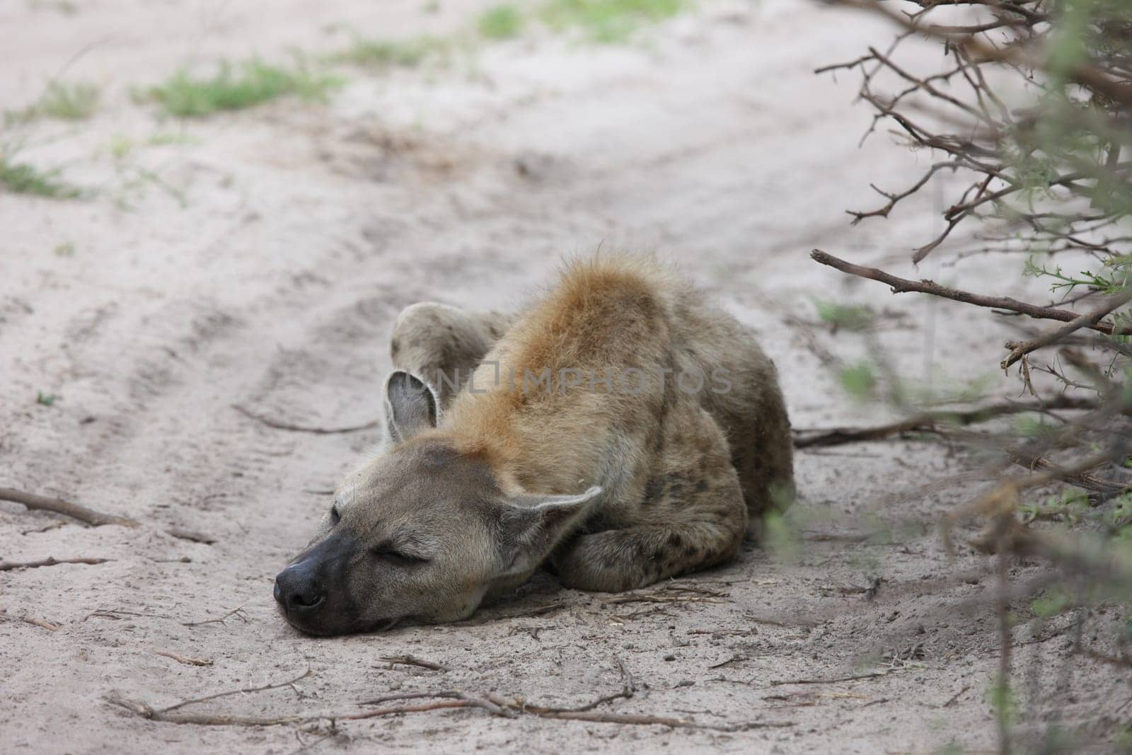 Hyena Kenya Africa savannah wild animal mammal
