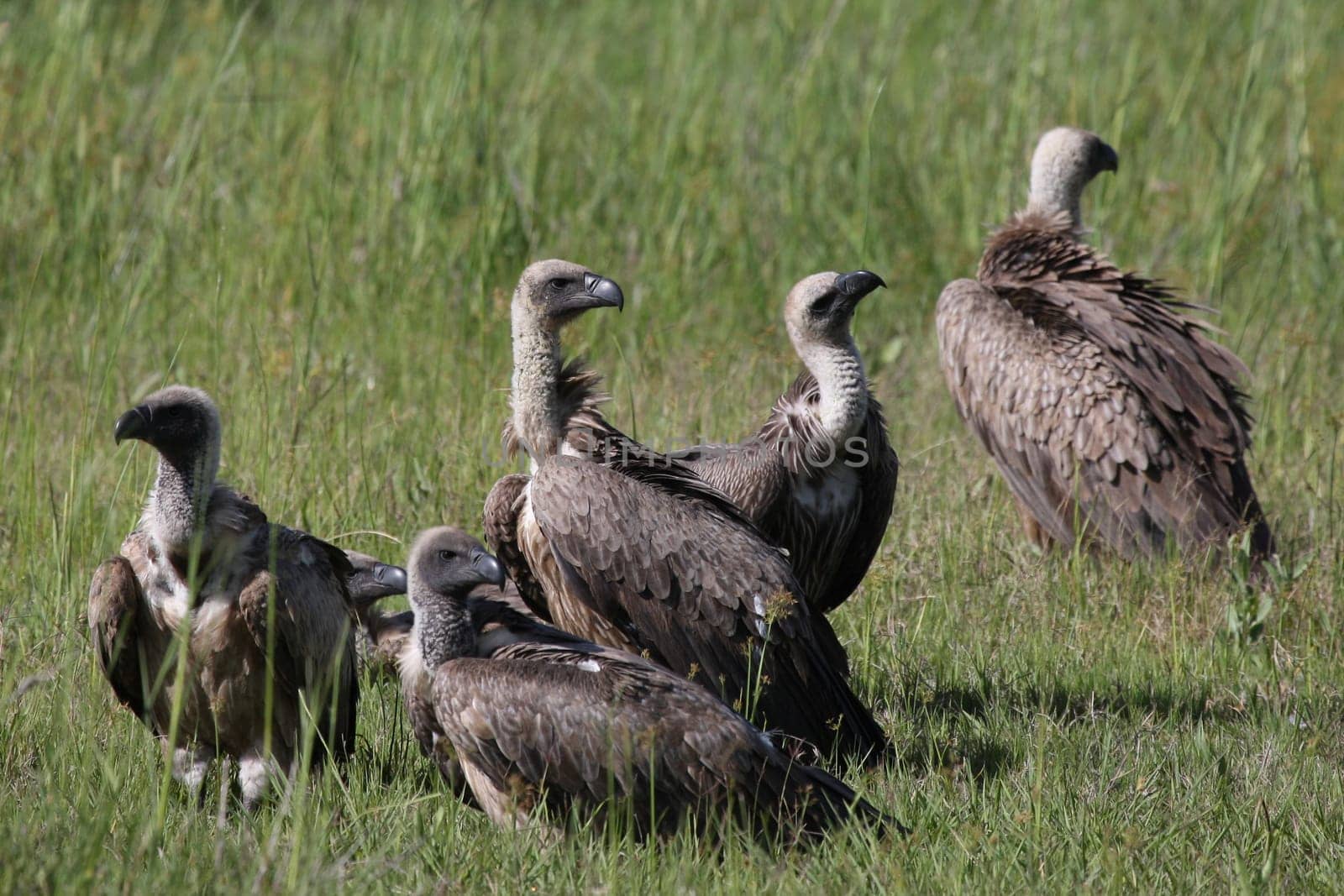 Wild Griffon Vulture Africa savannah Kenya dangerous bird