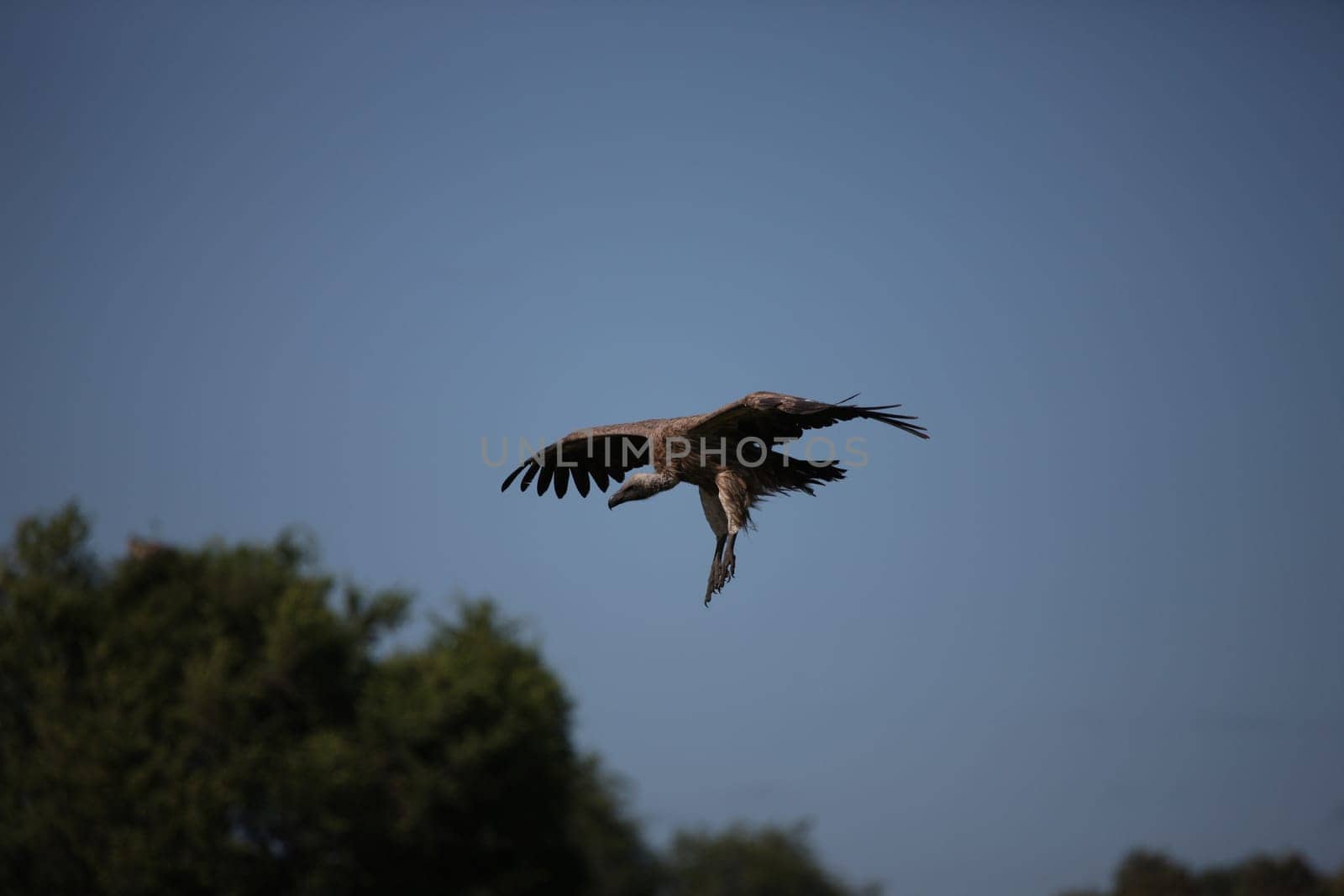 Wild Griffon Vulture Africa savannah Kenya dangerous bird