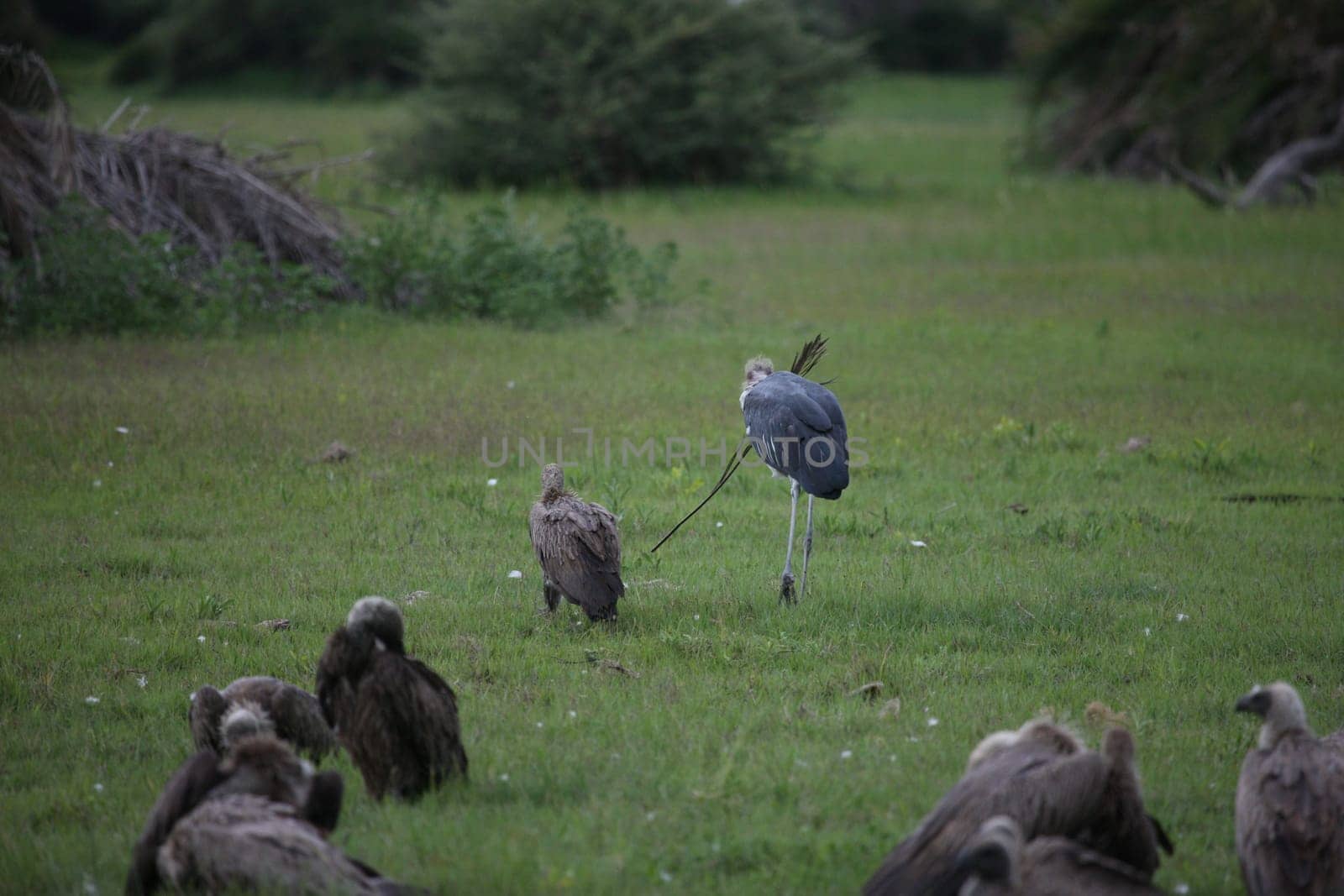 Wild Griffon Vulture Africa savannah Kenya dangerous bird