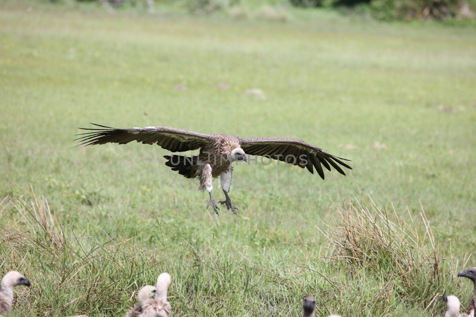 Wild Griffon Vulture Africa savannah Kenya dangerous bird