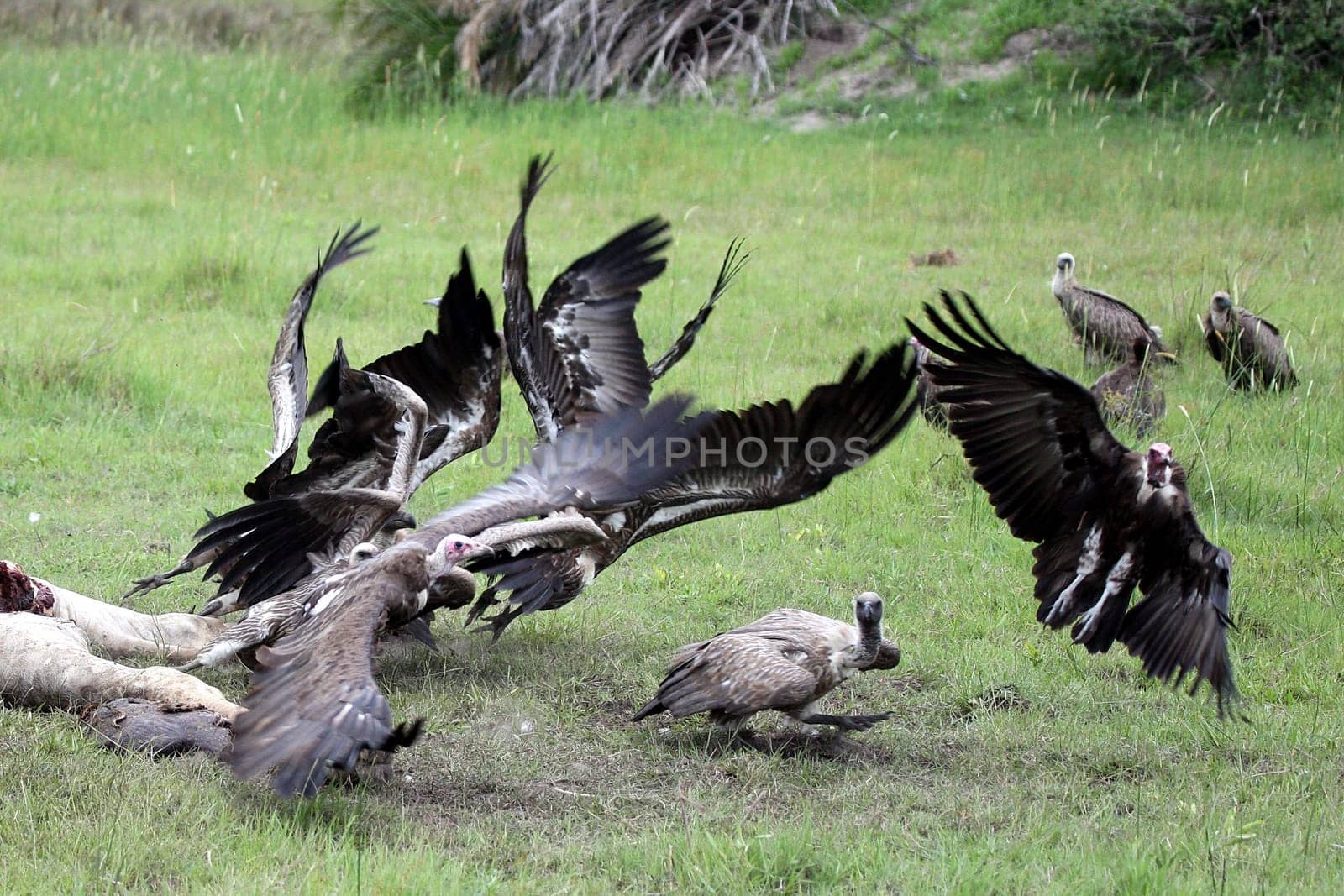 Wild Griffon Vulture Africa savannah Kenya dangerous bird