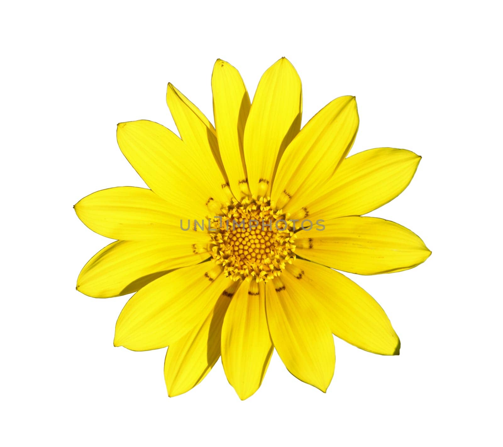 Flower of yellow gazania, isolated on white closeup