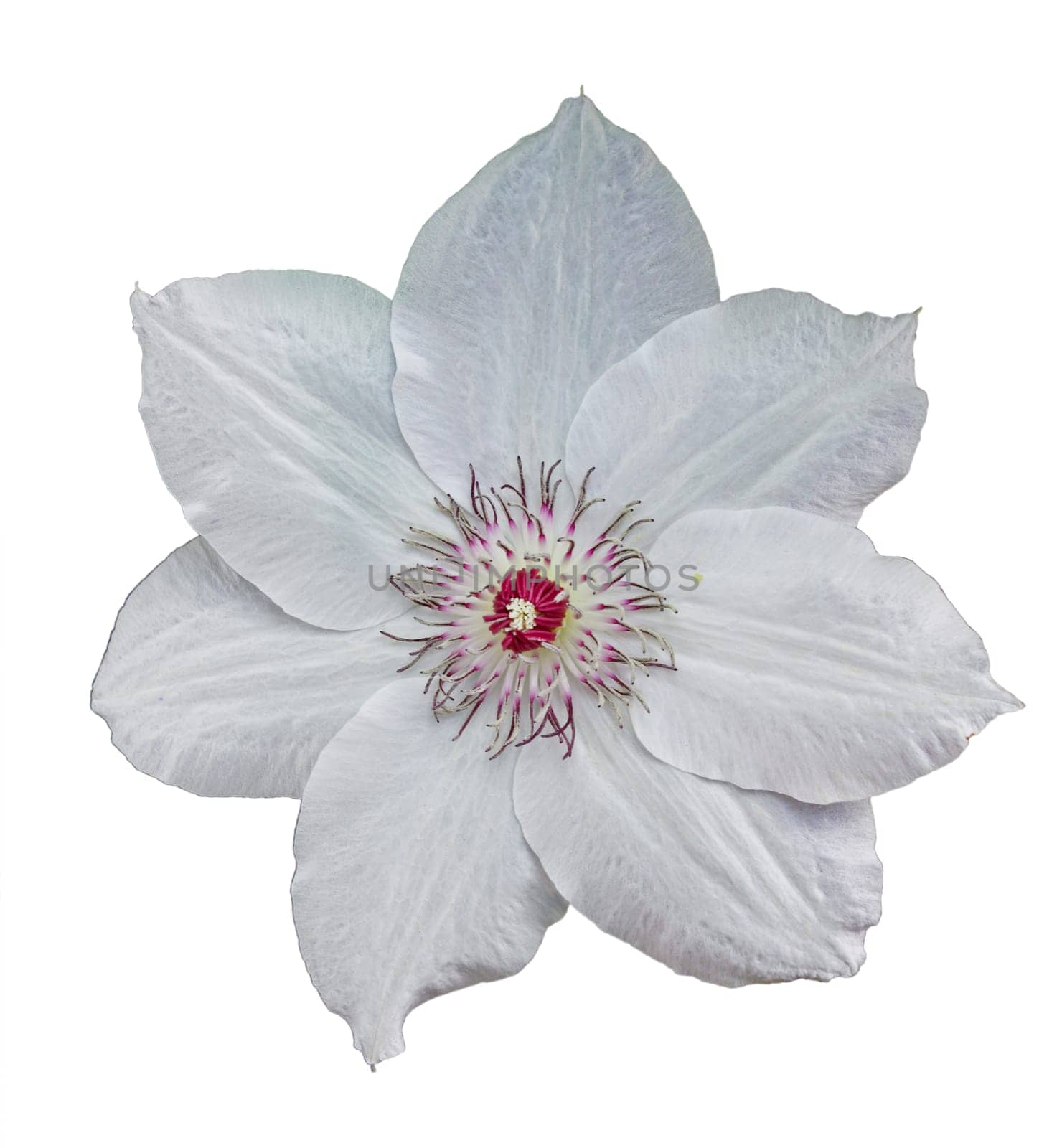 Flower of white clematis, isolated on white, closeup