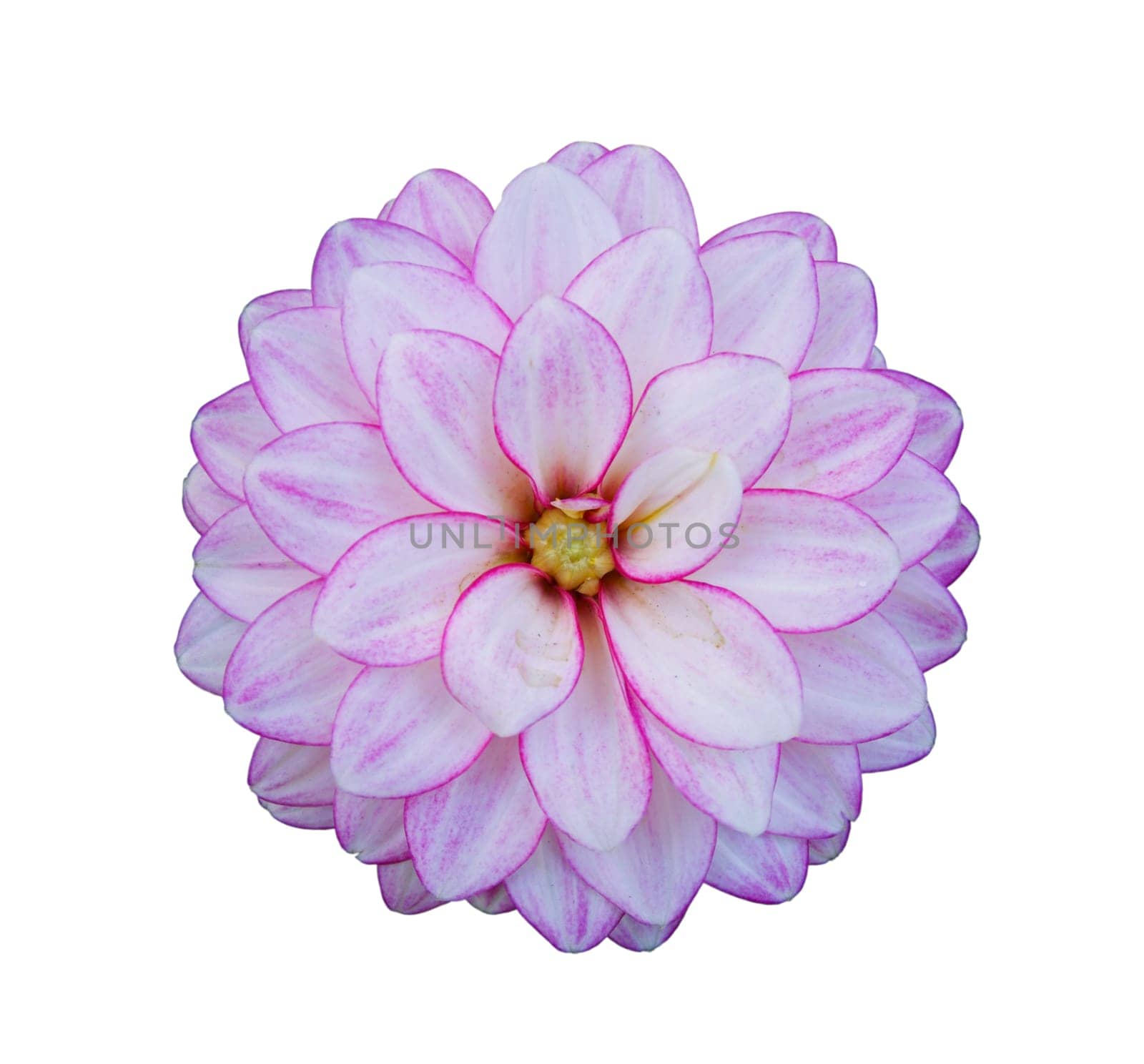 Flower of pink dahlia, isolated on white closeup