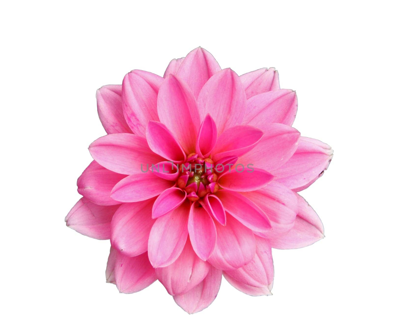 Flower of pink dahlia, isolated on white closeup
