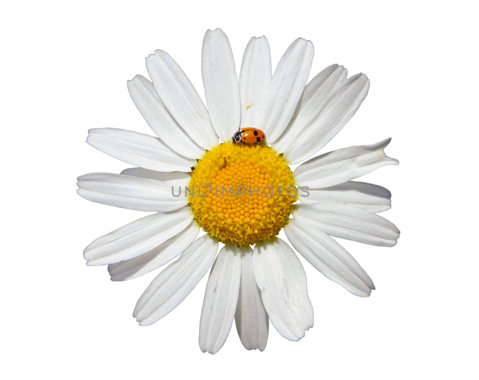 Flower of oxeye daisy (leuchanthemum vulgare) isolated on white background, closeup
