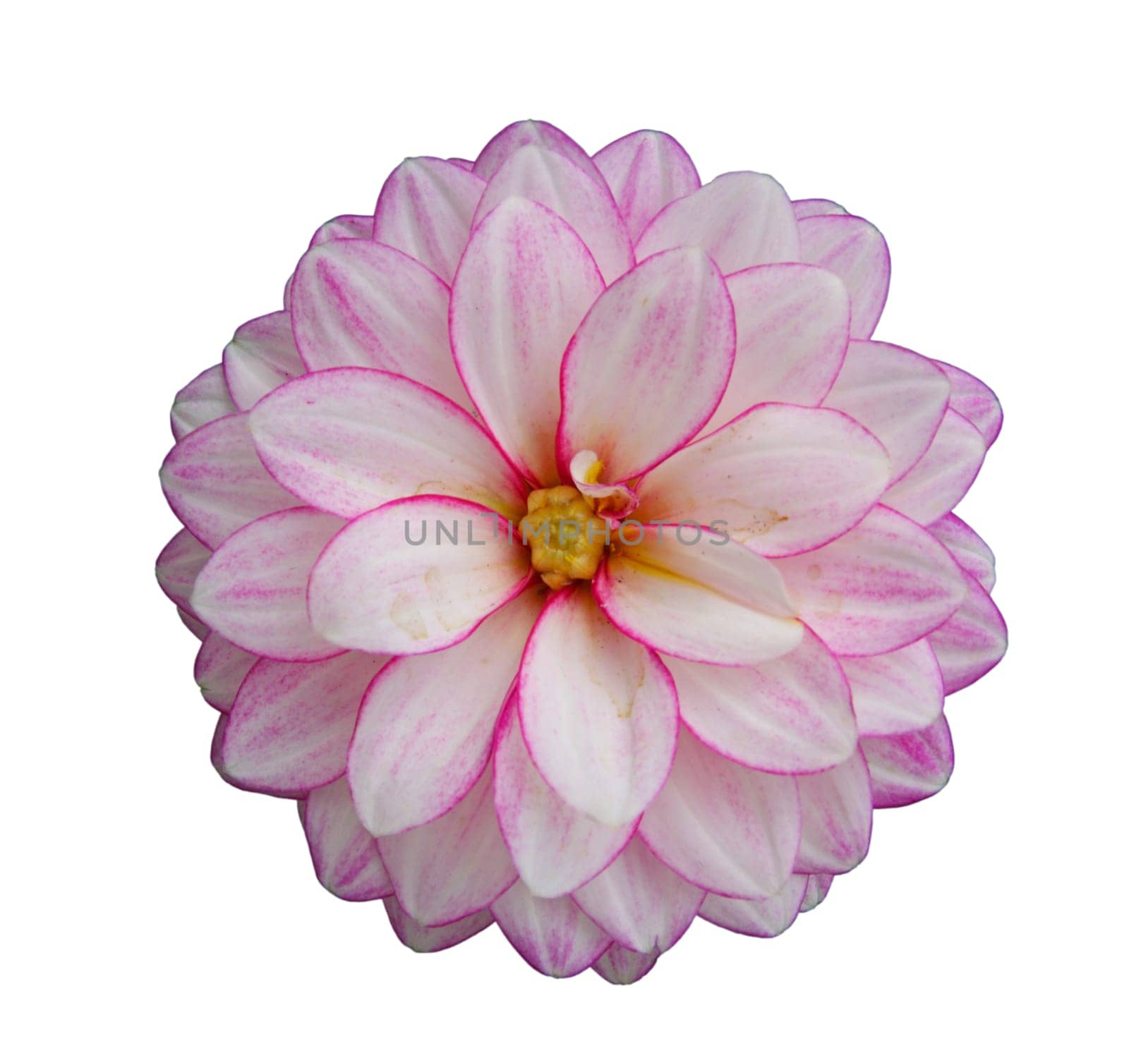 Flower of pink dahlia, isolated on white closeup