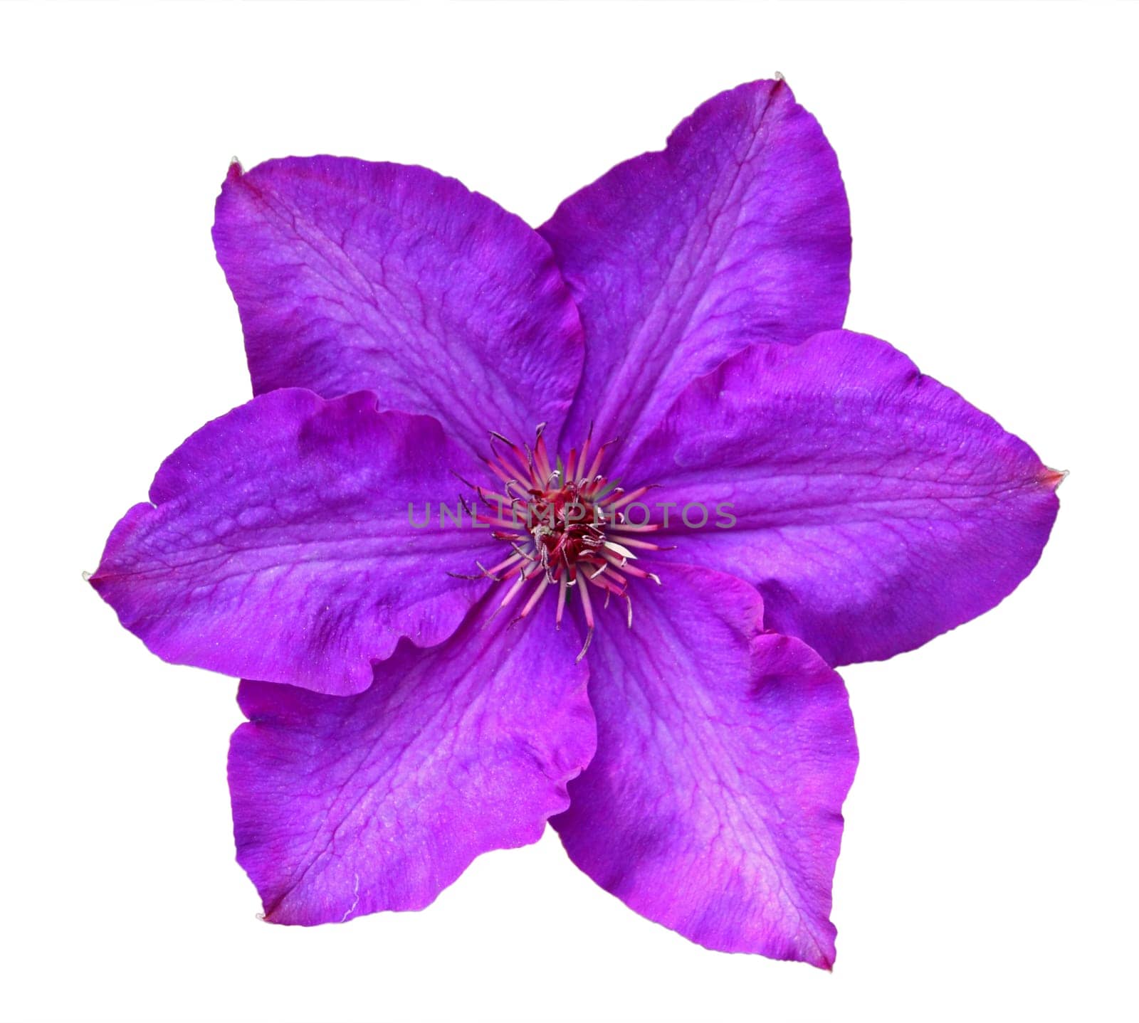 Flower of violet clematis, isolated on white, closeup